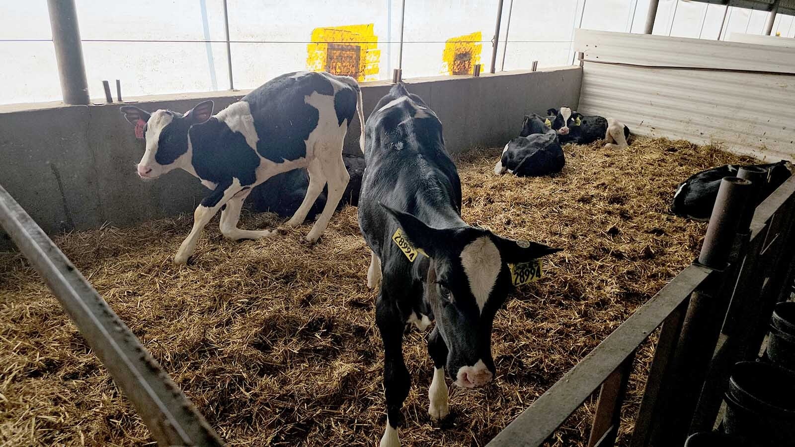 When the calves get older, they're socialized in groups of six. Those six will stick together into adulthood.