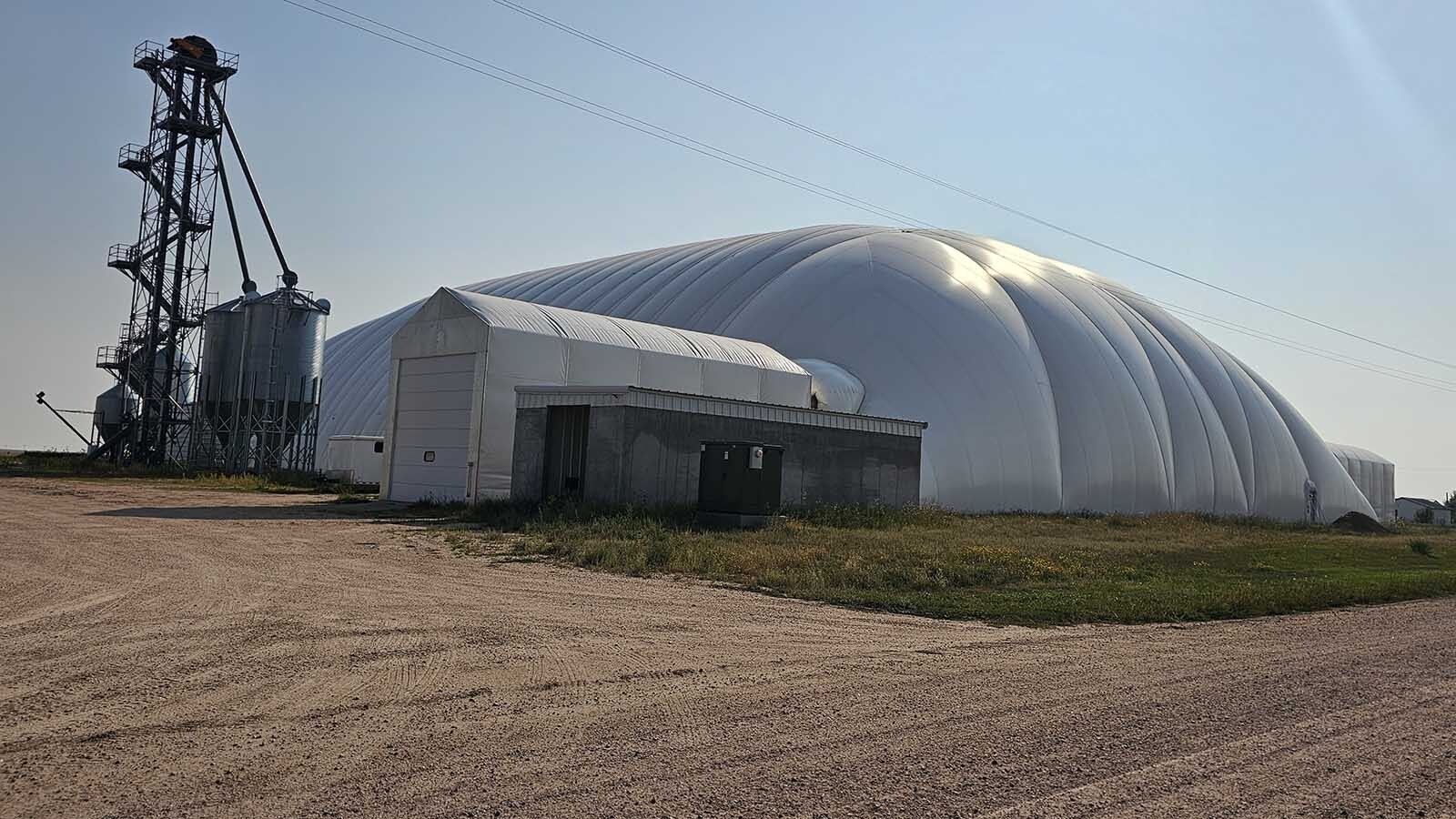 This quonset hut houses an indoor growing operation to raise sprouted grains for high-quality dairy cow feed.