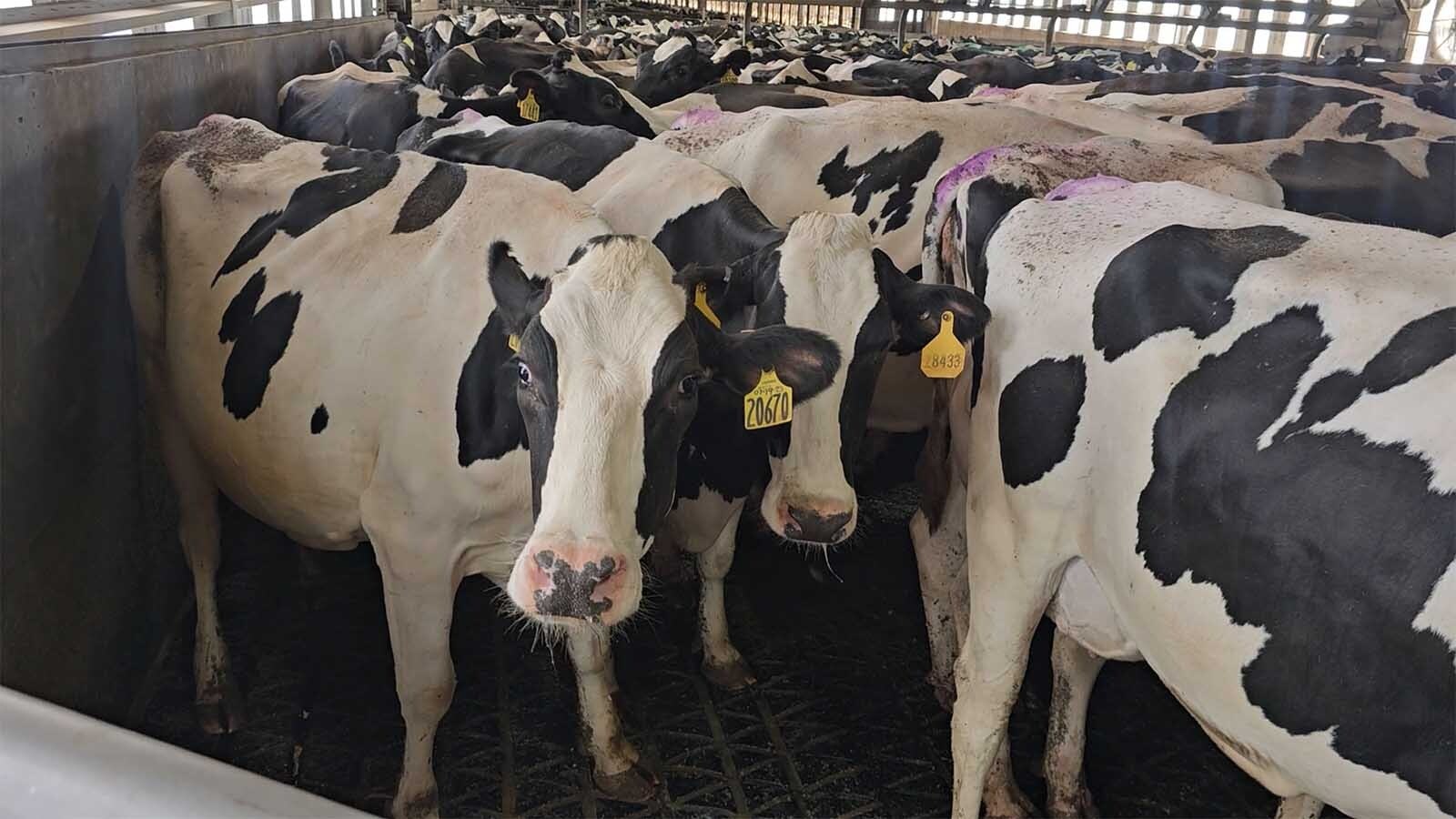 Cows waiting in line to enter the milk carousel at Burnett Enterprises.