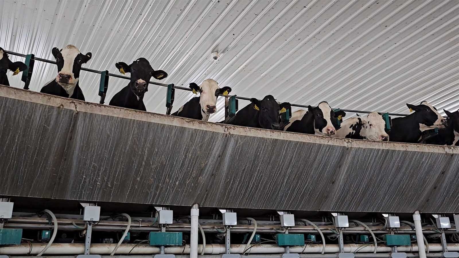 A chip in each cattle's ear is near an electronic device that helps track the milk production of each cow. A drop-off in milk production can be a signal the cow is getting sick. This allows the operation to remove cows from the herd much earlier.