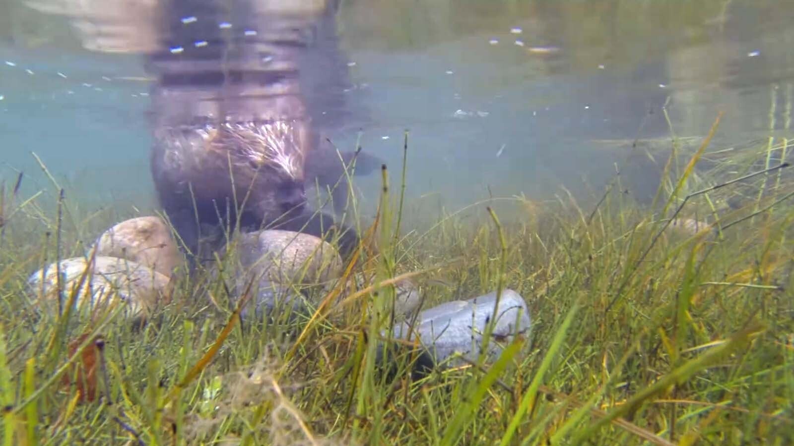 A busy beaver is caught on an underwater camera gathering rocks to build with.