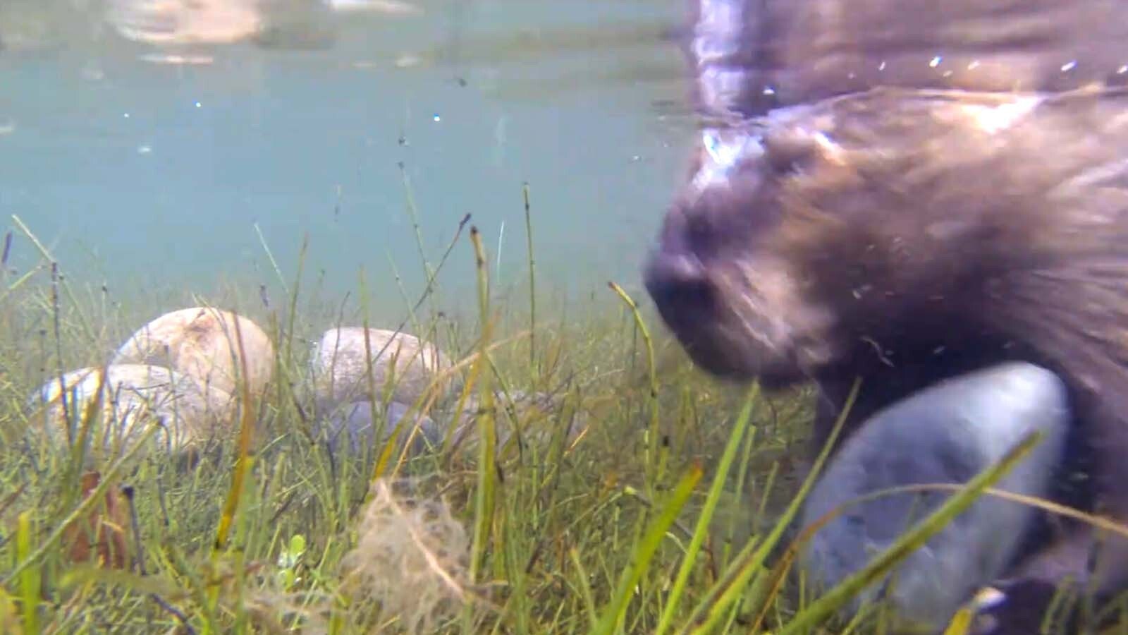 A busy beaver is caught on an underwater camera gathering rocks to build with.