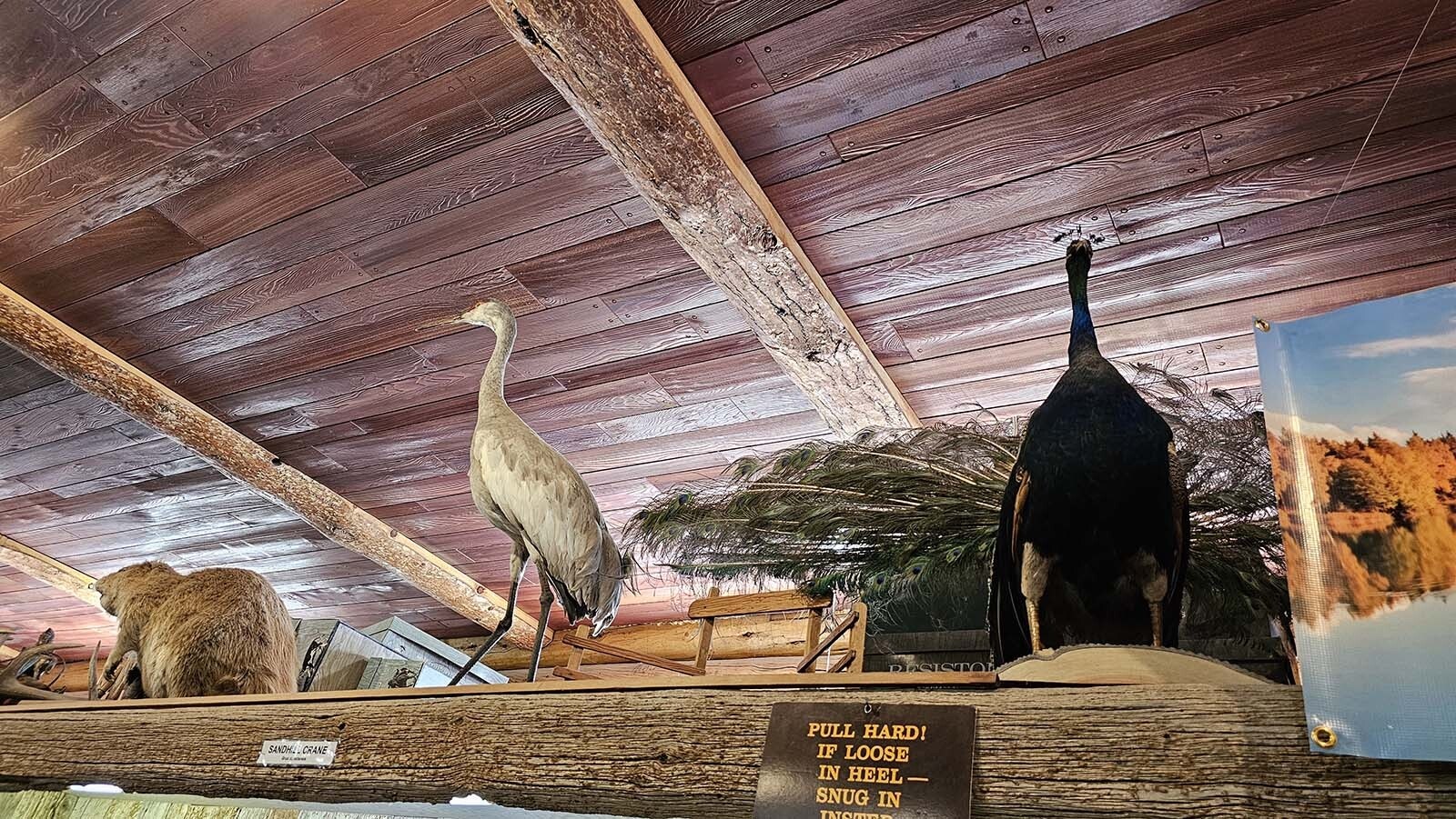 A variety of taxidermy animals decorate shelves in Welty's General Store.