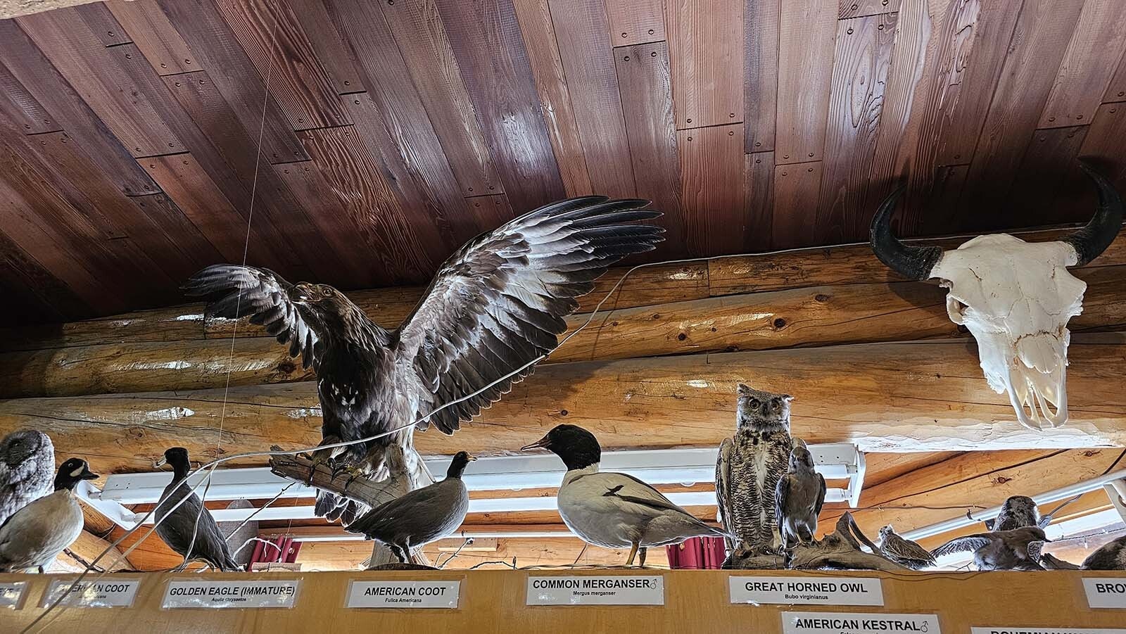 Some of the birds on display at Welty's General Store predate modern game laws, but are grandfathered in as historical artifacts.