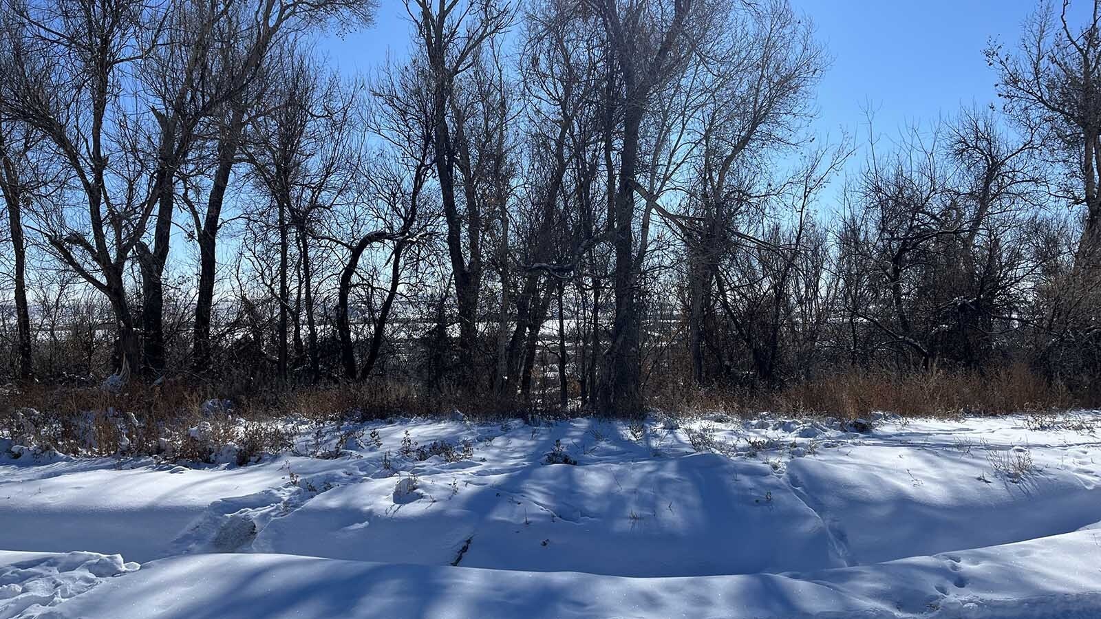 A Frosty hedge of trees marks the view from Tranyelle Harshman’s front door.