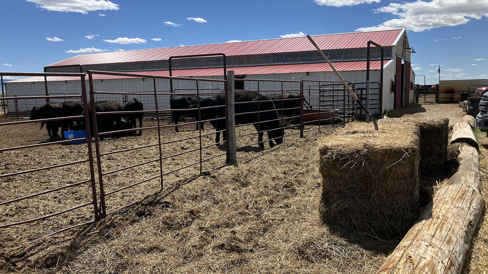 Cattle at the C Bracket Horse Barn are available for training wannabe cowboys and cowgirls on roping, sorting, and herding.