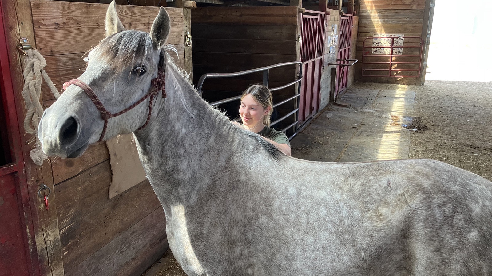 Junior wrangler Hannah Corkery brushes down one of the 50 horses at the C Bracket Horse Barn.