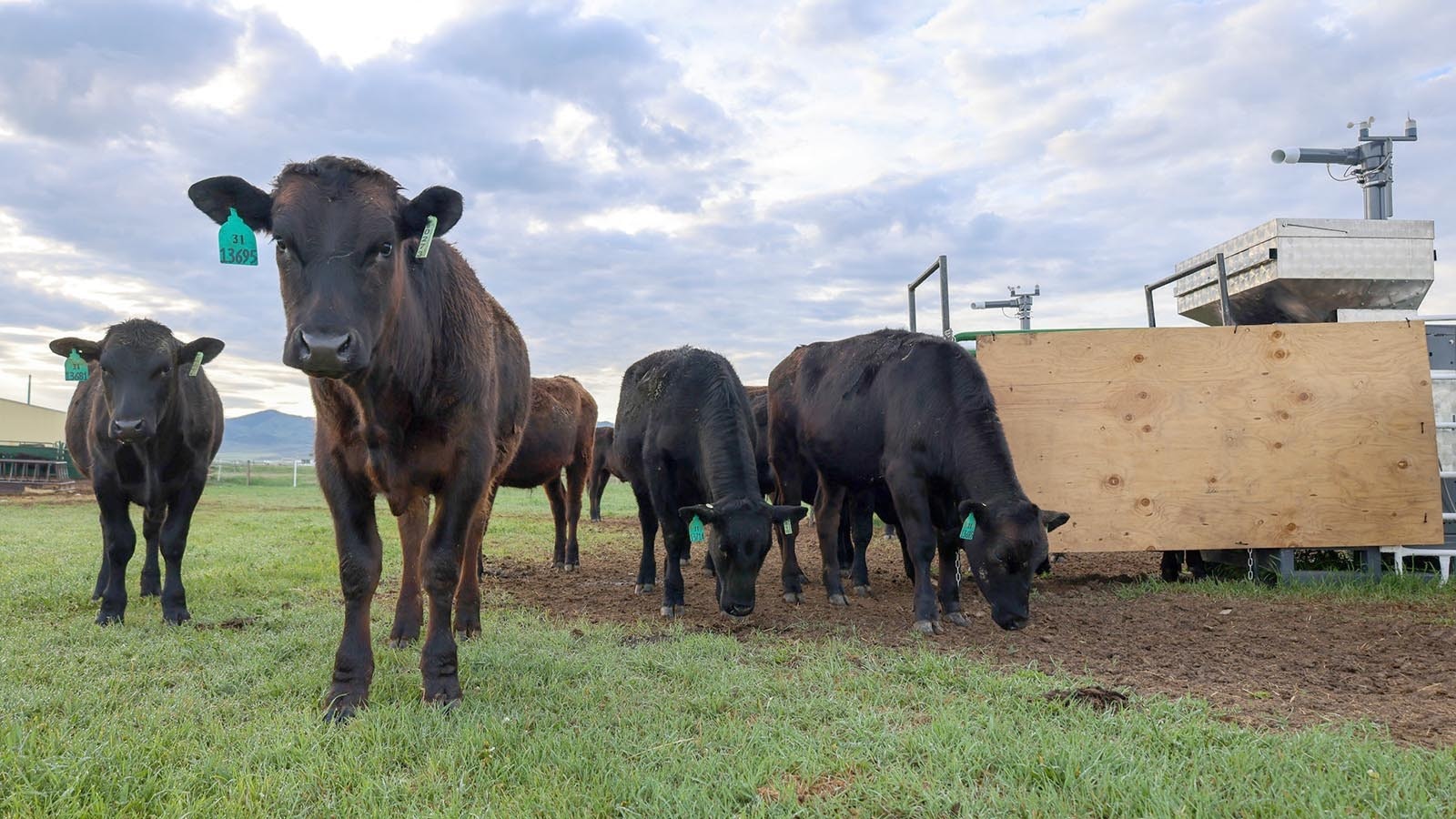 Beef steers graze on a ranch in Dillon, Montana. The machine nearby releases a seaweed supplement while also measuring the cattle's methane emissions.