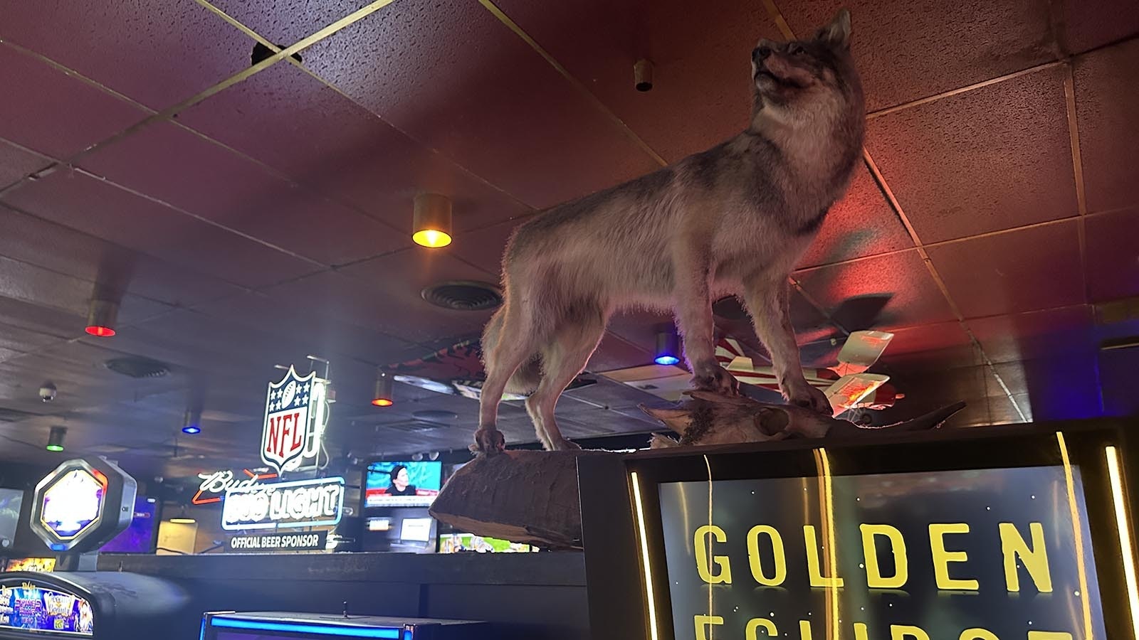 A taxidermied wolf perched above disappointed Bobcat fans, who retreated to the gambling machines and poker tables as Montana State’s shot at a championship slipped away Monday night.