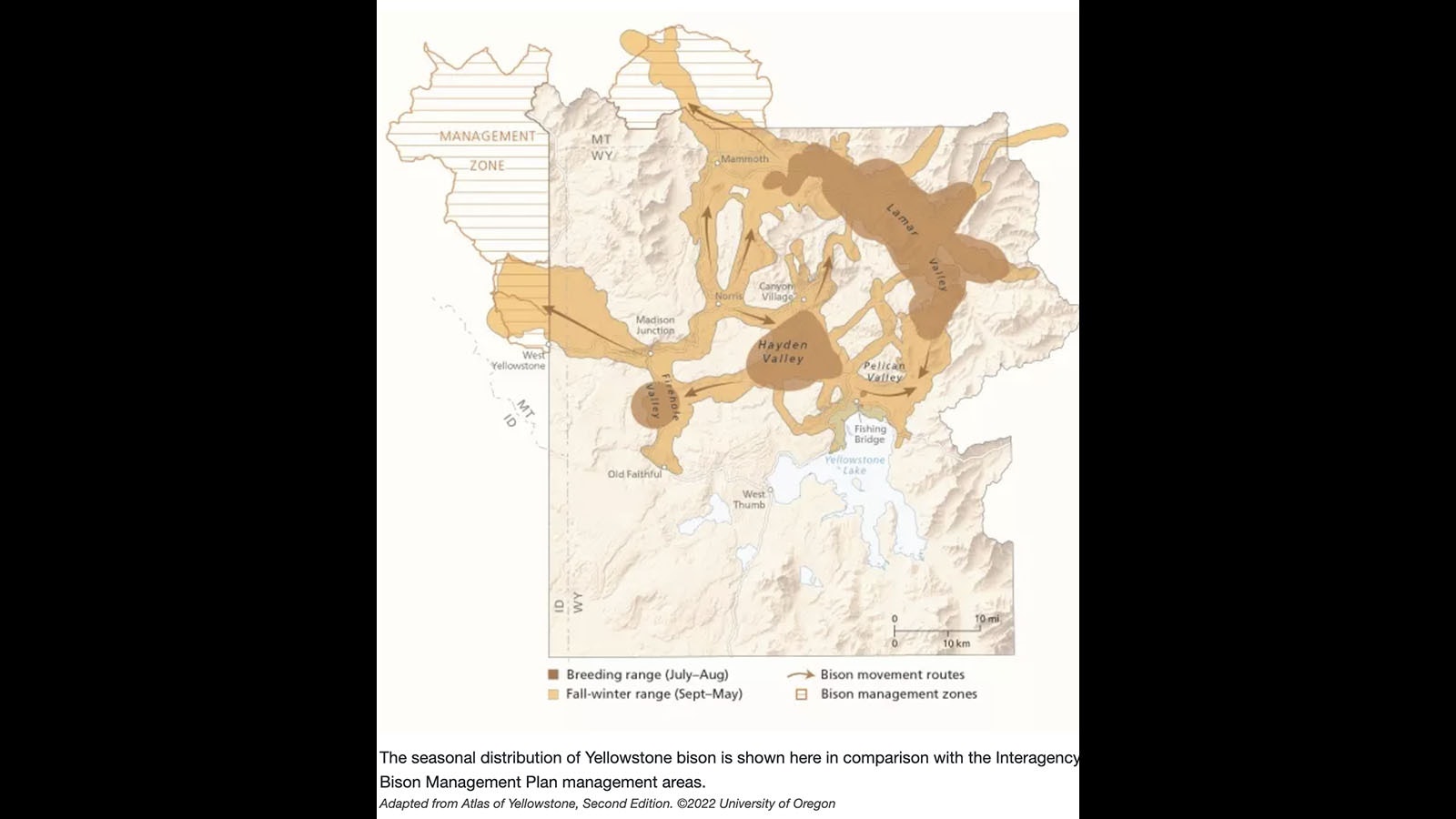 Where the buffalo roam — bison migration around Yellowstone National Park.