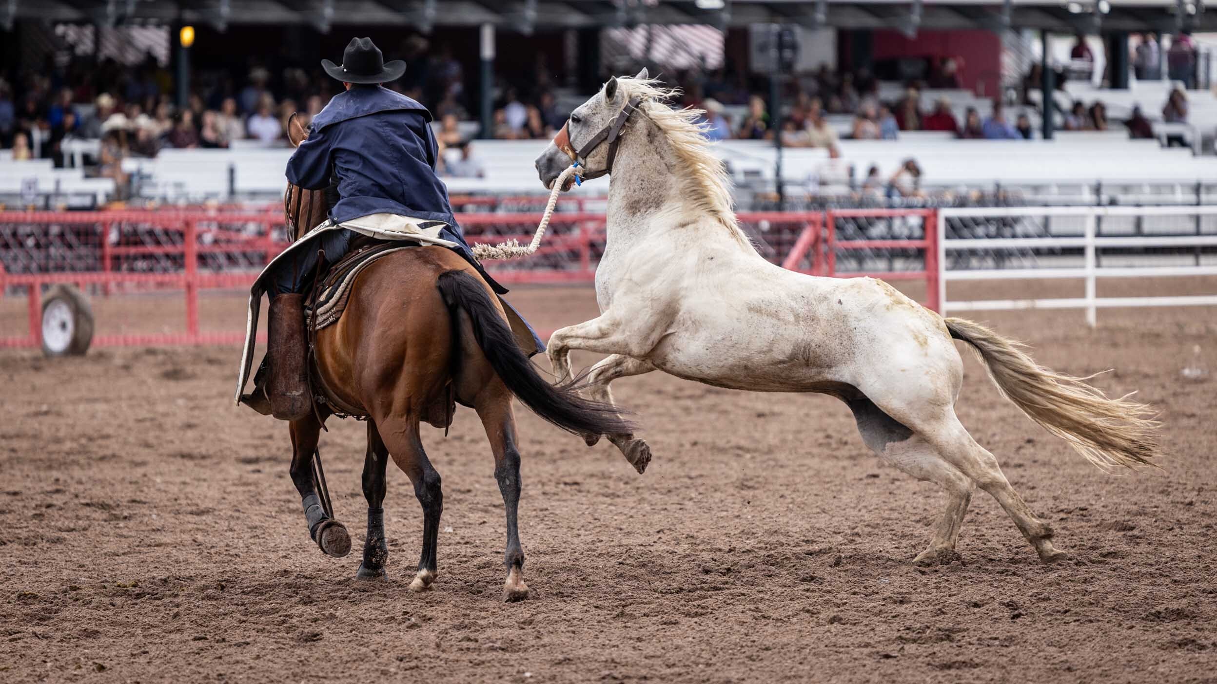 Cheyenne Frontier Days Photo Gallery: Friday, July 28, 2023