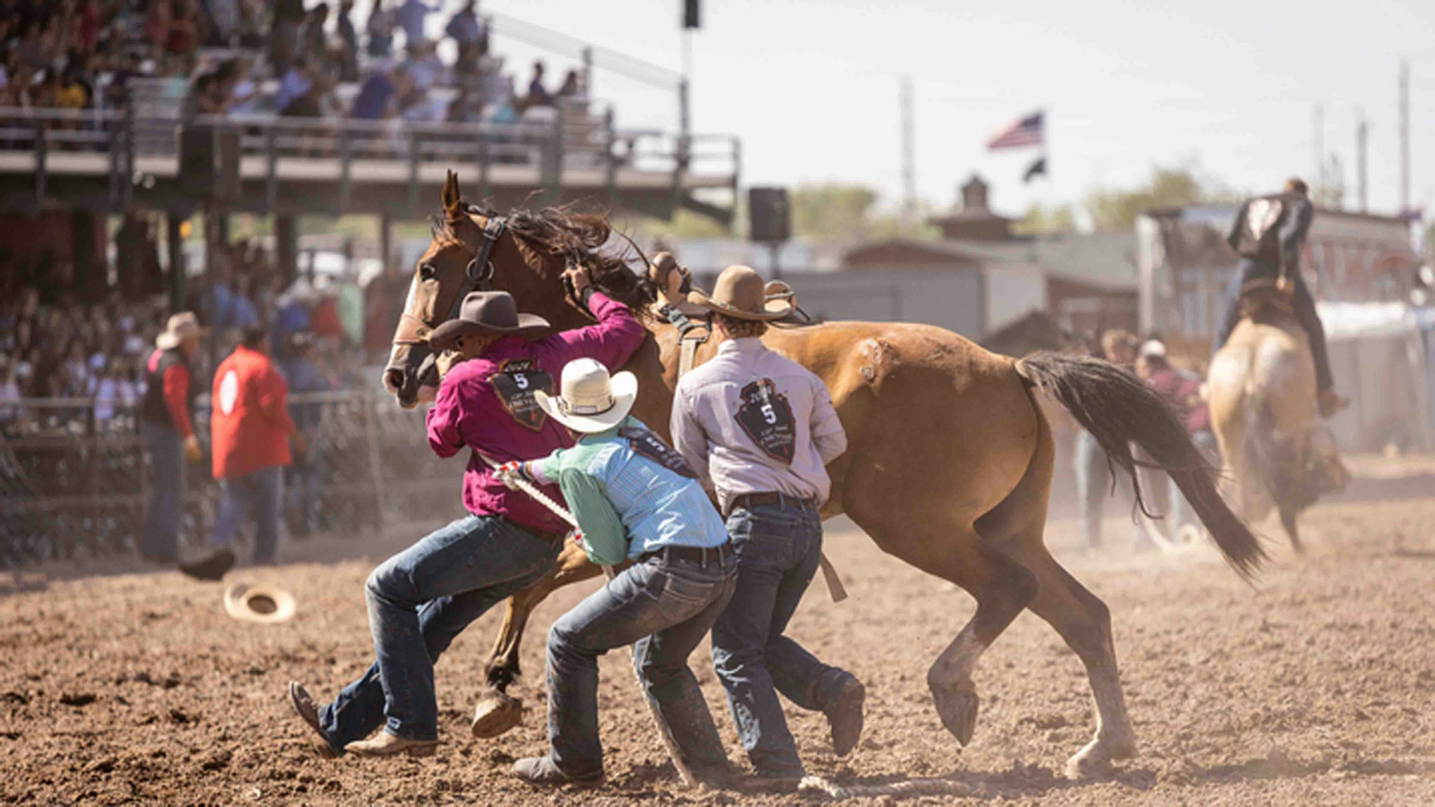 The wild horse race on Championship Sunday at Cheyenne Frontier Days on July 28, 2024.