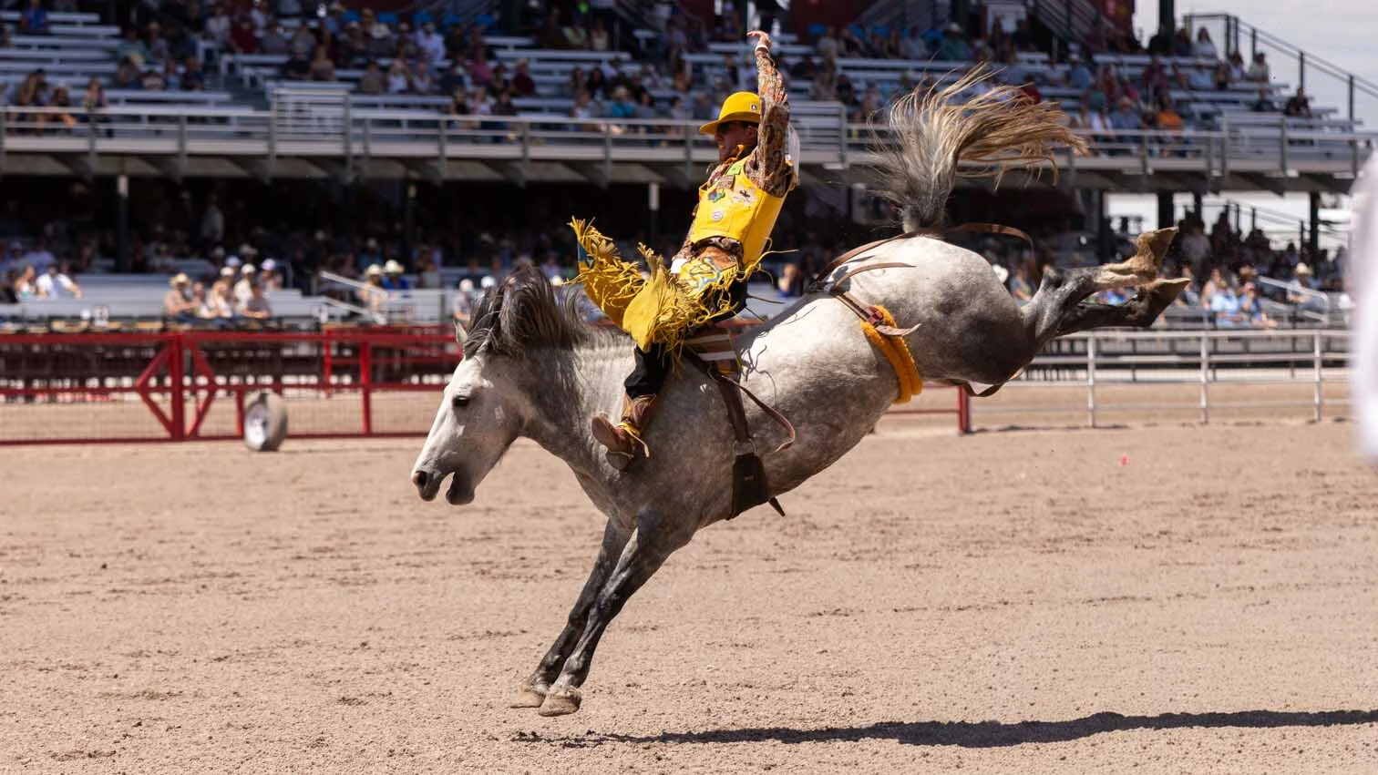Cooper Filipek from Gillette, WY, in the bareback riding at Cheyenne Frontier Days on July 25. 