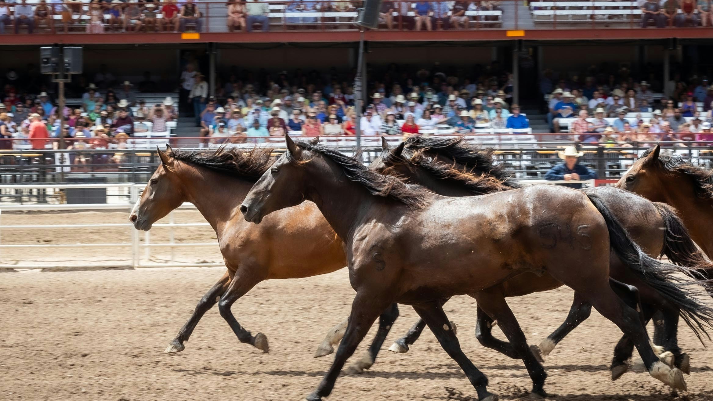 Bucking horses are ran around the arena at the start of the rodeo at Cheyenne Frontier Days on July 26, 2023.