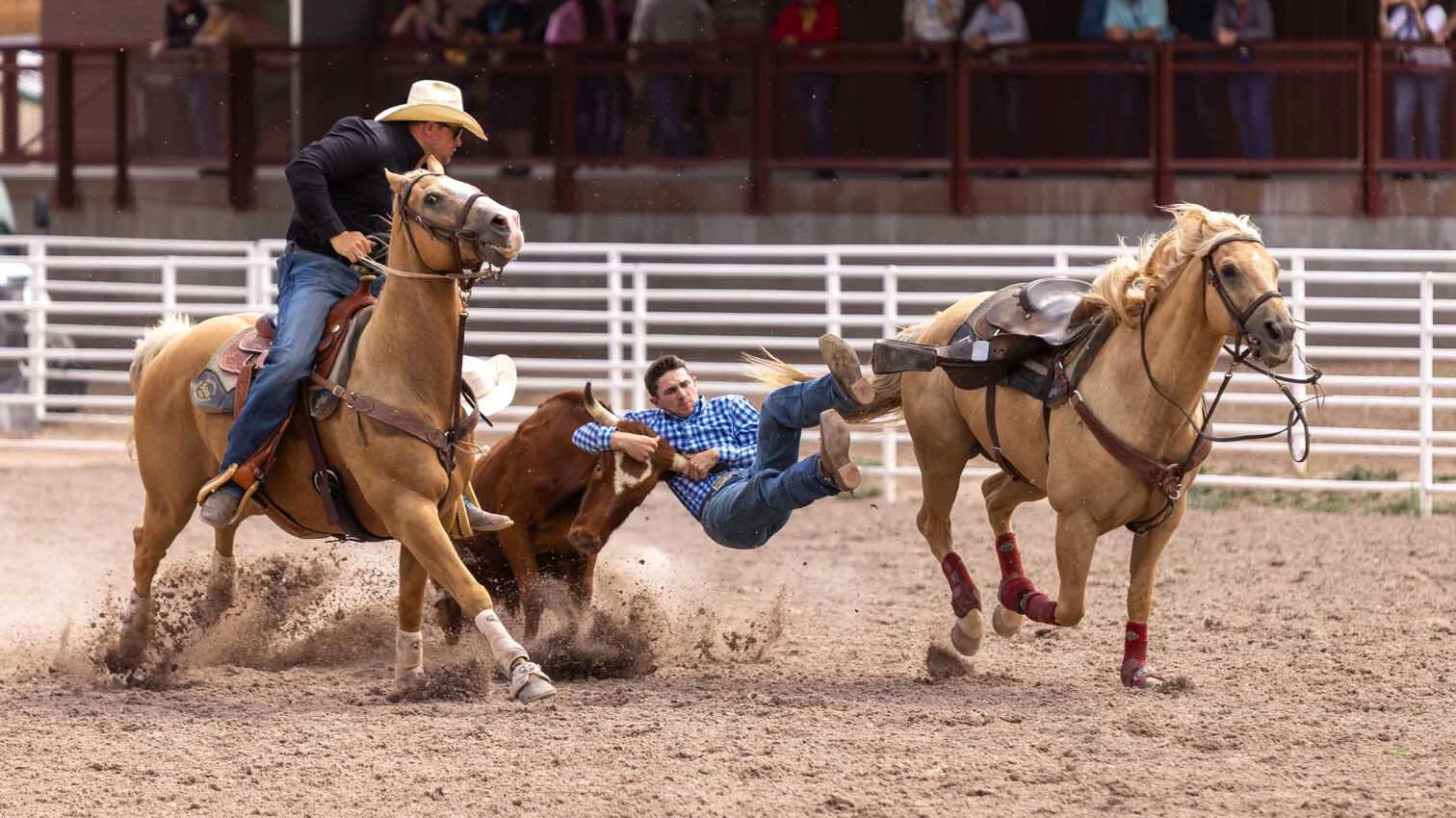 Nathaniel Duvall from Hitchita, OK, in the steer wrestling at Cheyenne Frontier Days on July 25.