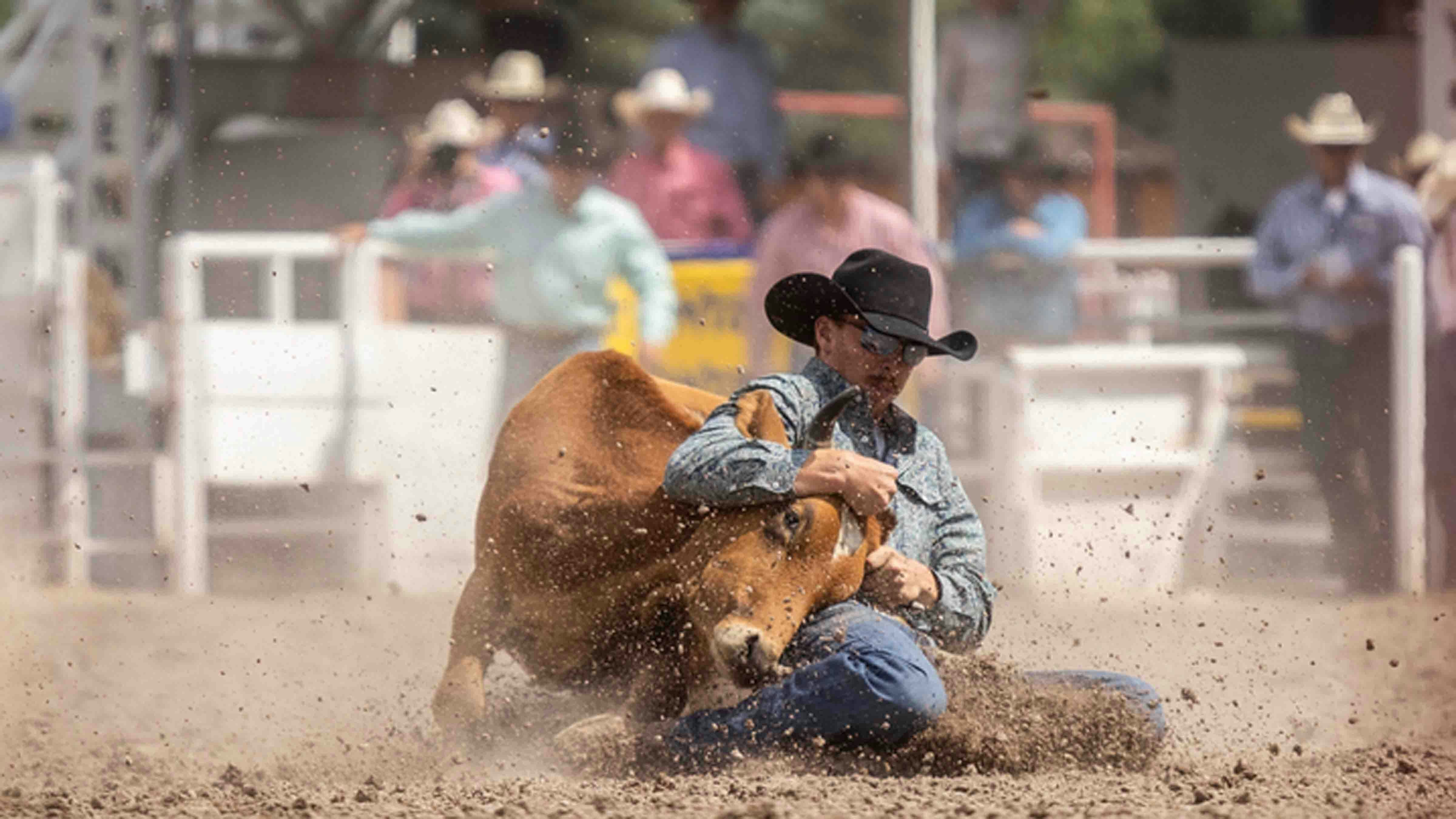 Jacob Wang from Laramie, Wyoming wrestles his steer in 7.2 seconds to place 4th in the Championship round at Cheyenne Frontier Days on July 28, 2024.