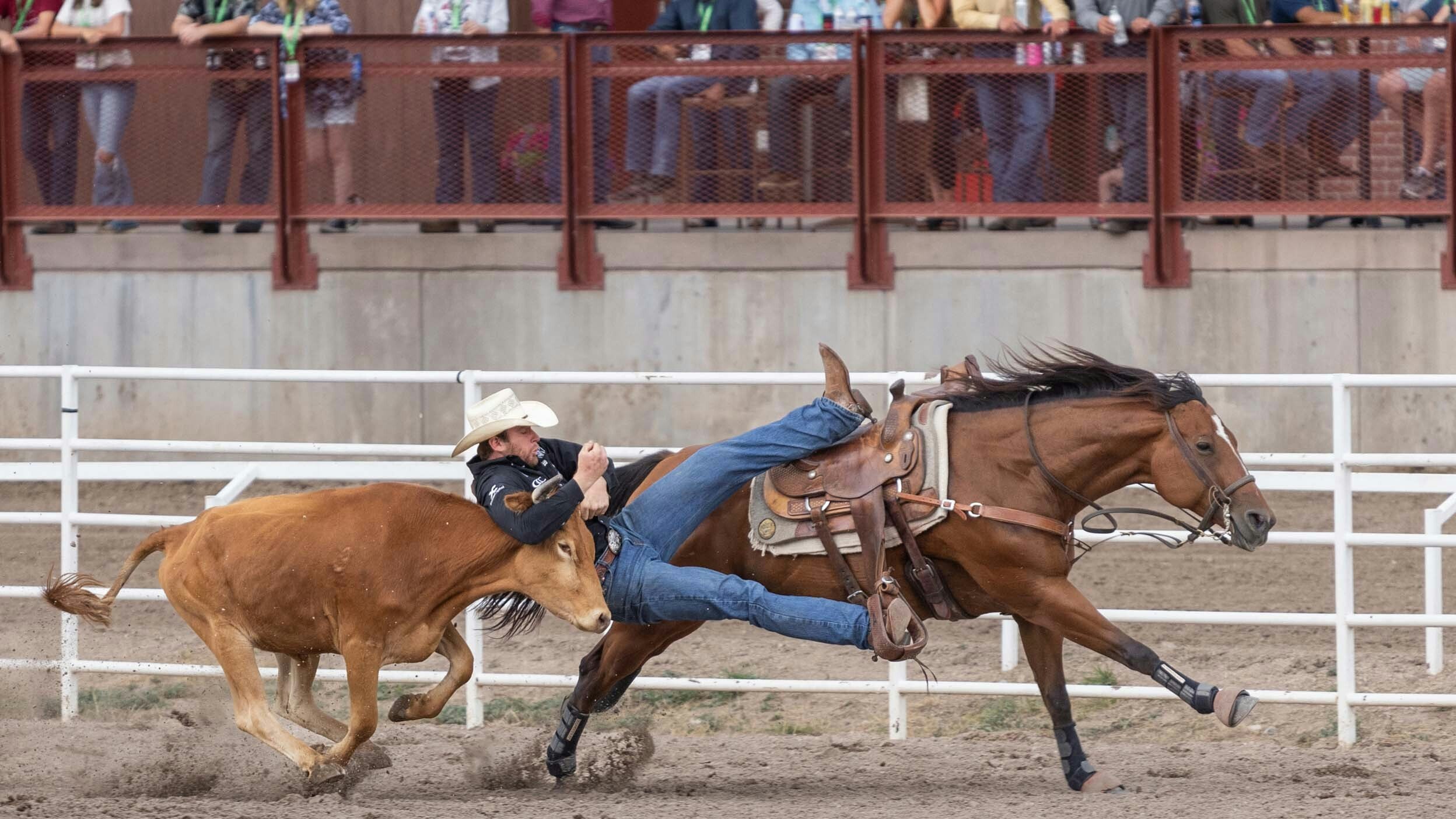 Walt Arnold wrestles his steer in the Steer Wrestling on Championship Sunday at Cheyenne Frontier Days on July 30, 2023. Walt had a time of 6.7 to place 3rd in the final round.