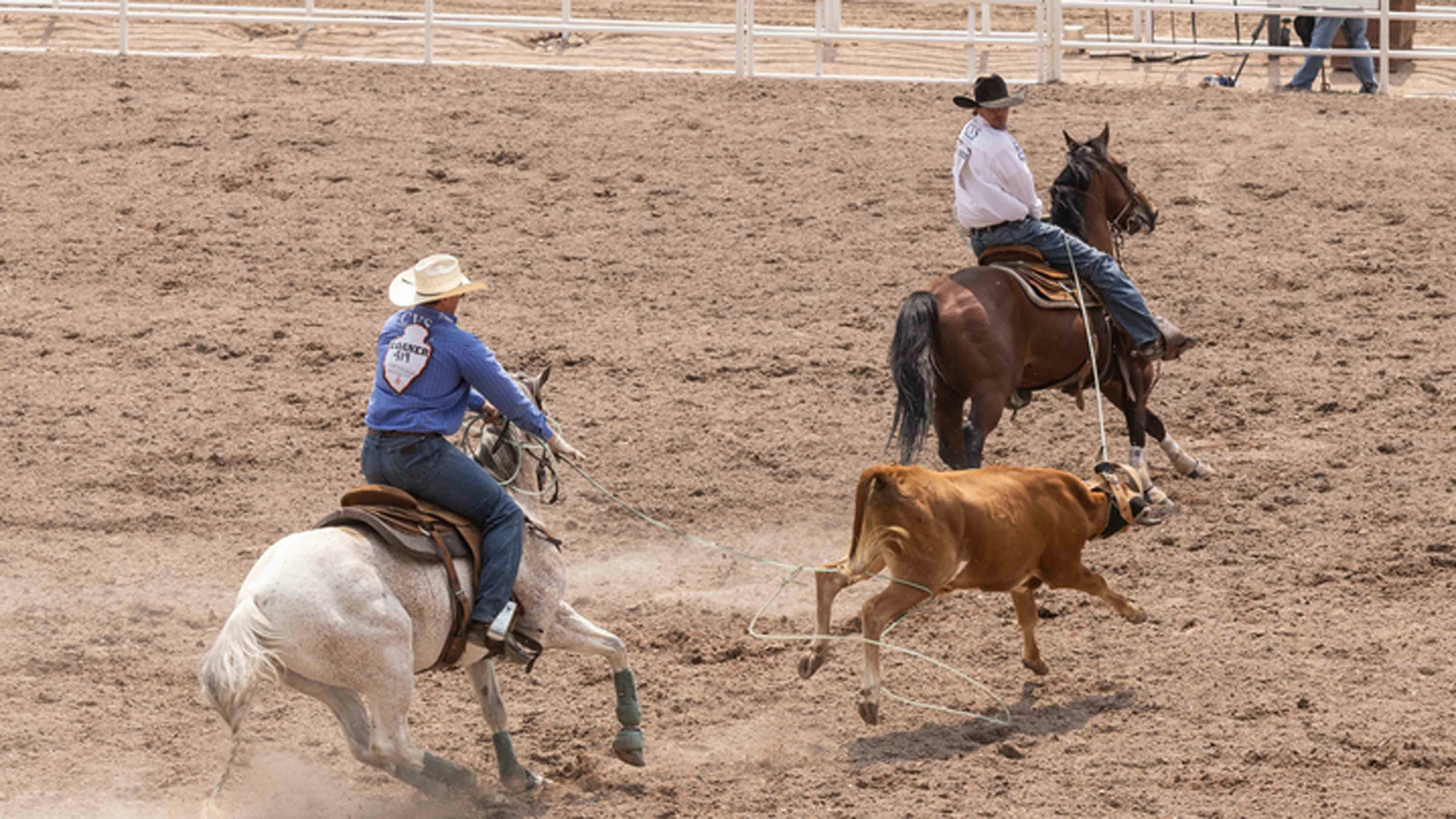 Dawson and Dillon Graham from Wainwright, Alberta, Canada rope their steer in the team roping in 9.8 seconds to place 3rd at Cheyenne Frontier Days on July 24, 2024