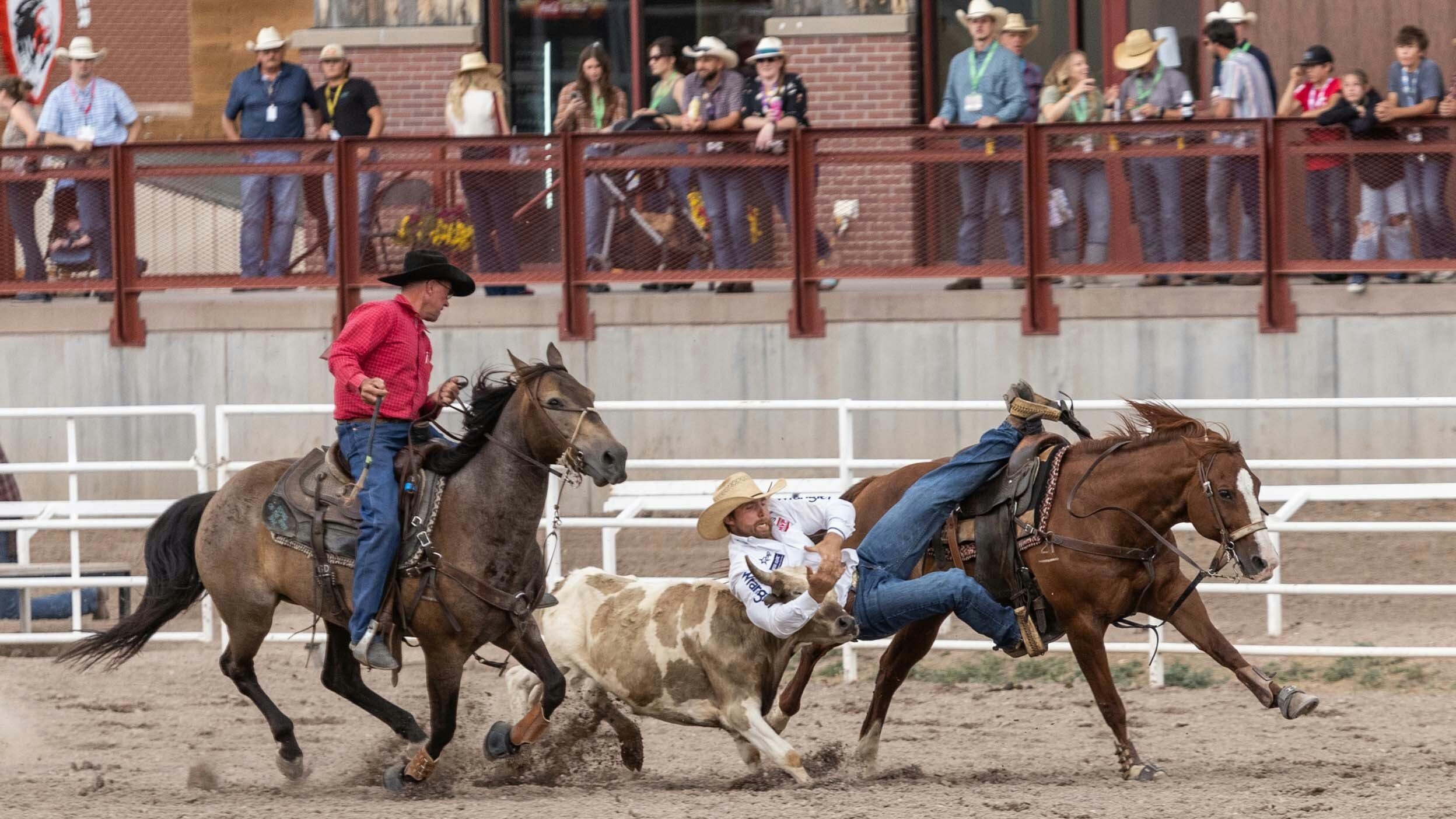Eli Lord from Sturgis, SD dogs his steer in the Steer Wrestling for a time of 5.9 seconds to win the Cheyenne Frontier Days Steer Wrestling Championship on July 30, 2023.