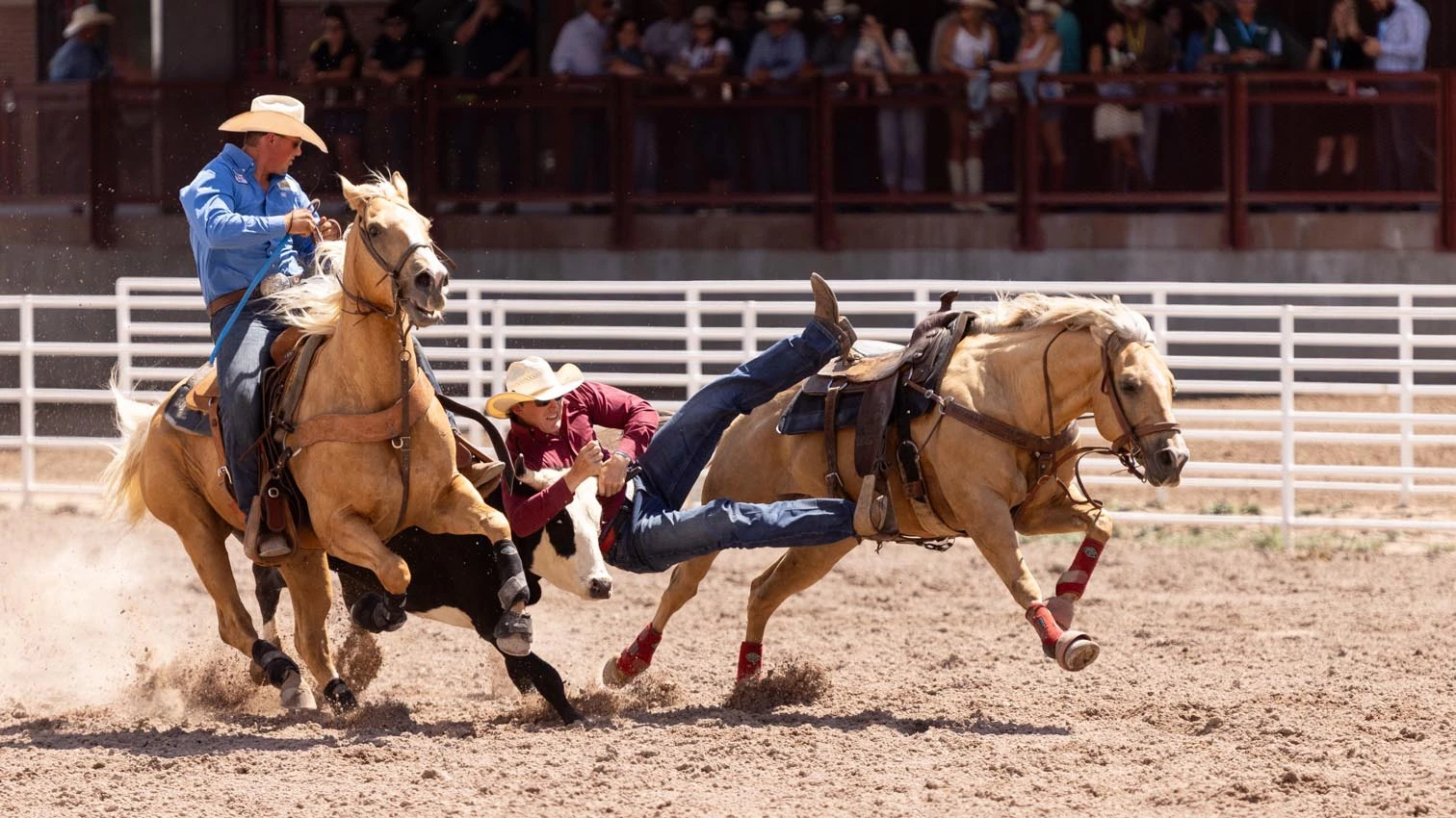 Zach Hamar from Yuma, Co in the steer wrestling at the rodeo at Cheyenne Frontier Days on Friday, July 24.