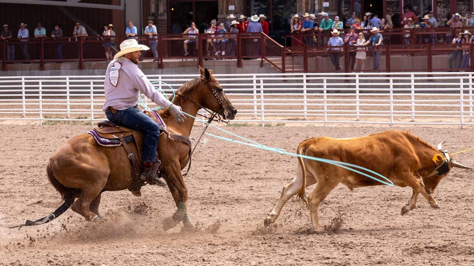 Sid Sporer from Cody, WY, heeling in the team roping at Cheyenne Frontier Days on July 25. 