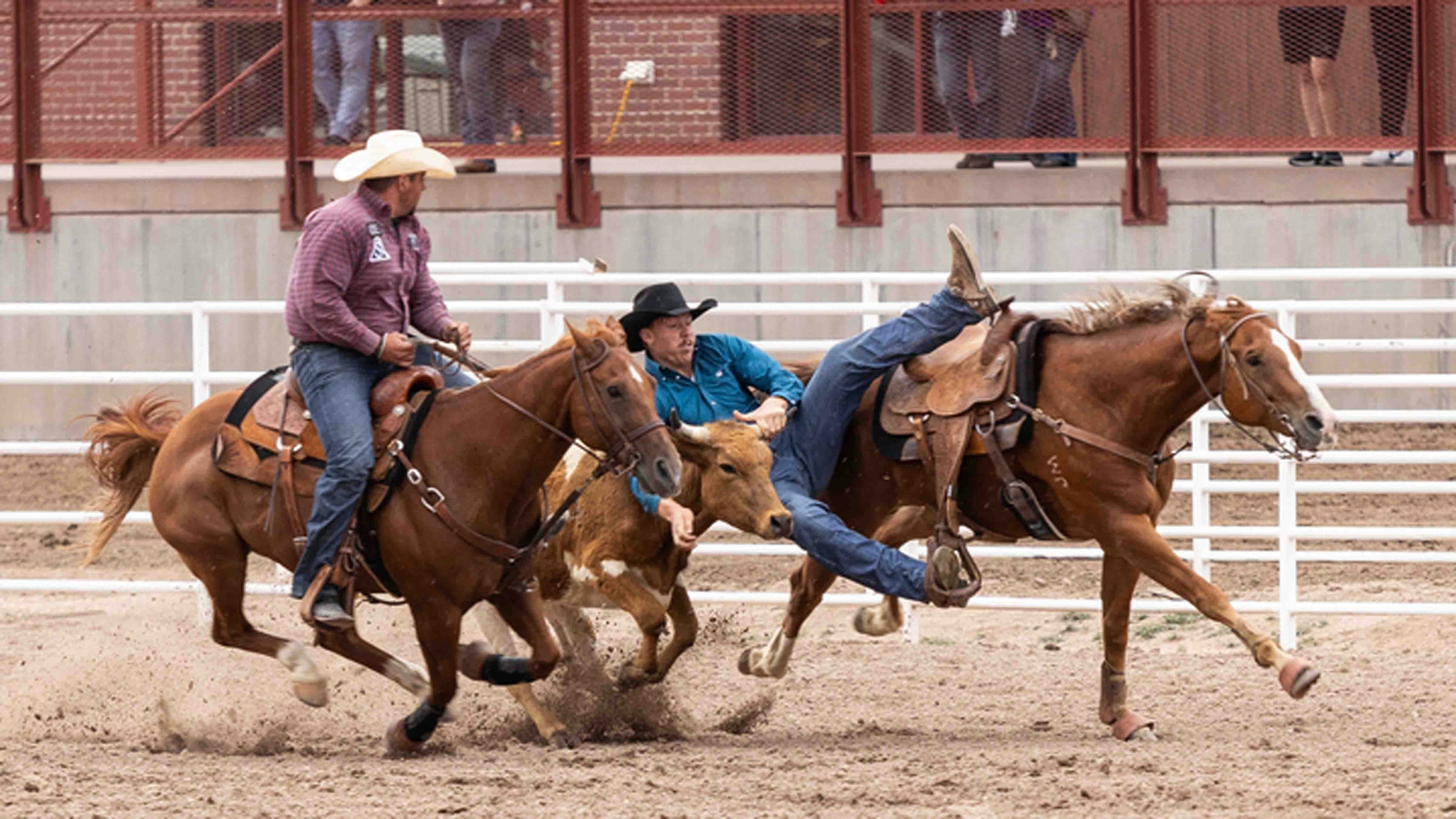 Jacob Wang from Laramie, WY dogs his steer in the steer wrestling for a time of 6.2 seconds to place 2nd at Cheyenne Frontier Days on July 26, 2024.