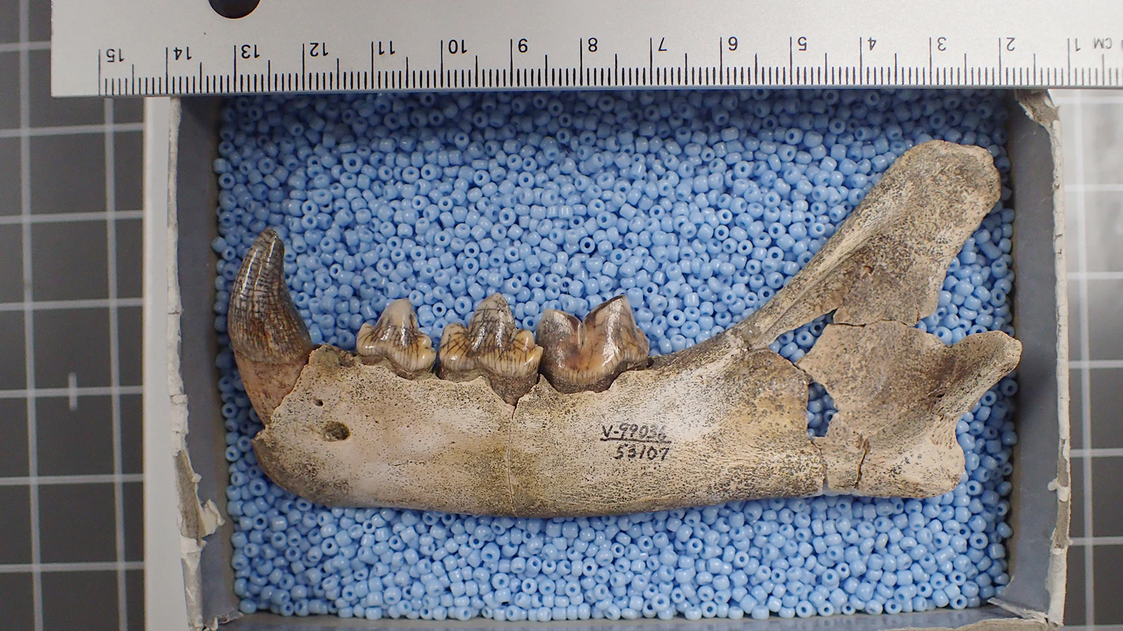 A lower jaw of Miracinonyx, "the American cheetah," recovered from Natural Trap Cave in northwest Wyoming.
