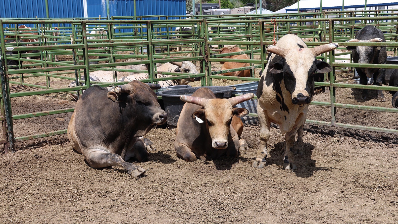 Not all bulls get along. These three do. College National Finals Rodeo contractor Kirsten Vold said part of her efforts are aimed at keeping things peaceful in the bull pens.