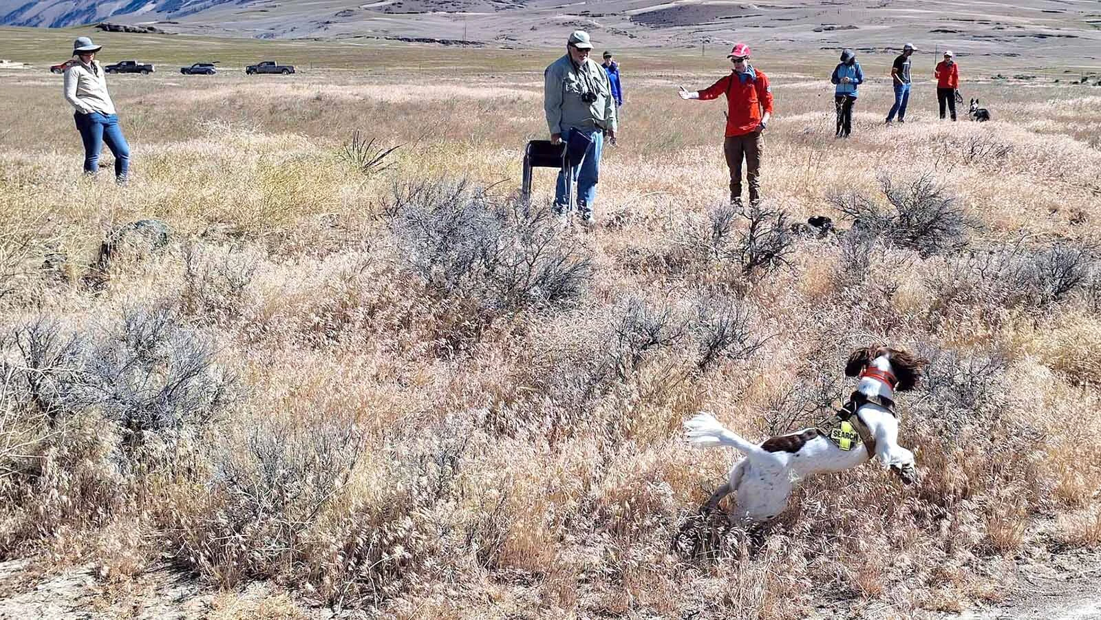 Cadaver dogs are helping Wyoming historians search for Oregon Trail graves that time, weather and development have nearly erased. The dogs can provide clues that are tested against dairies and other evidence to mark pioneer graves. The dogs also are working on other stretches of the trail in Idaho.