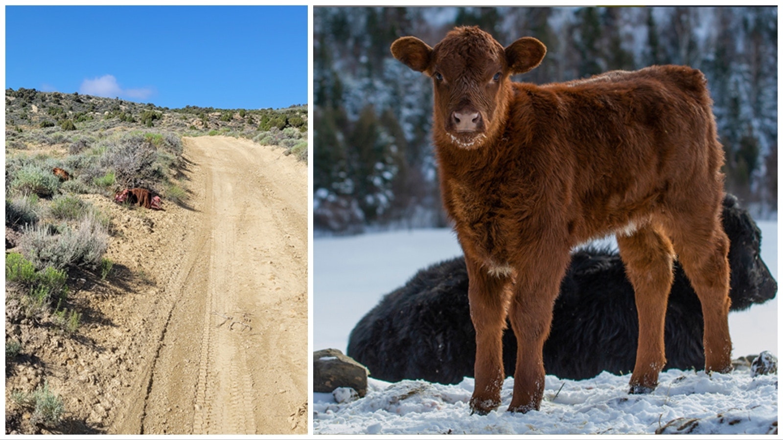 The Sweetwater County Sheriff's Office is asking for information about a yearling Red Angus calf that was poached, stripped of its prime cuts of meat and its carcass left to rot.