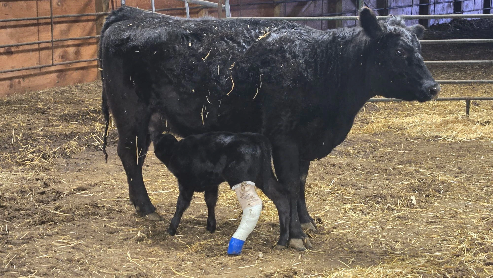 In Wyoming, cattle outnumber people, but the number of veterinarians treating food animals has shrunk by about 90% since World War II, and only 5% of new vets are interested in the job. That puts Wyoming’s, and the nation’s, food supply at risk. Above, a calf with a broken leg is back with its mother after being treated by a vet with Laramie Peak Veterinary Associates.