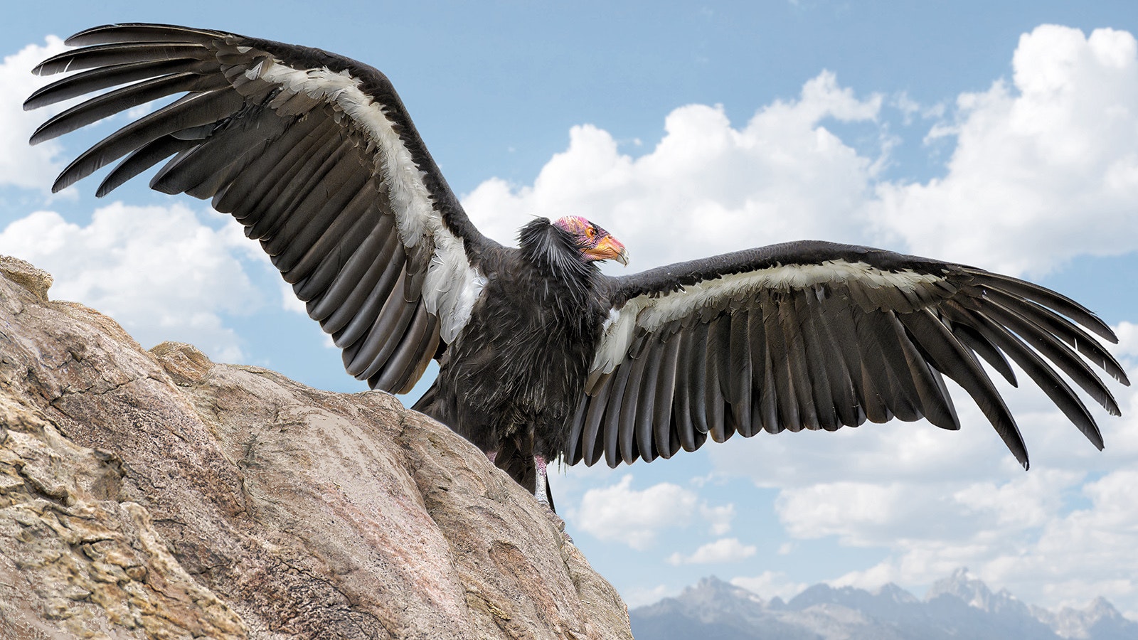 The California condor became extinct in the wild in 1987. A captive breeding program has since seen the bird released back into the wild.