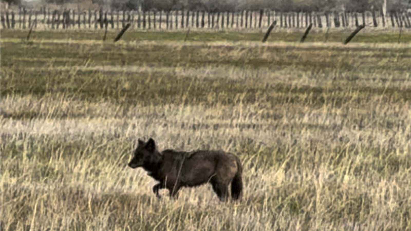 This video shows one of two wolves that have reportedly been hanging out and attacking ranchers’ cattle in Sierra County, California.