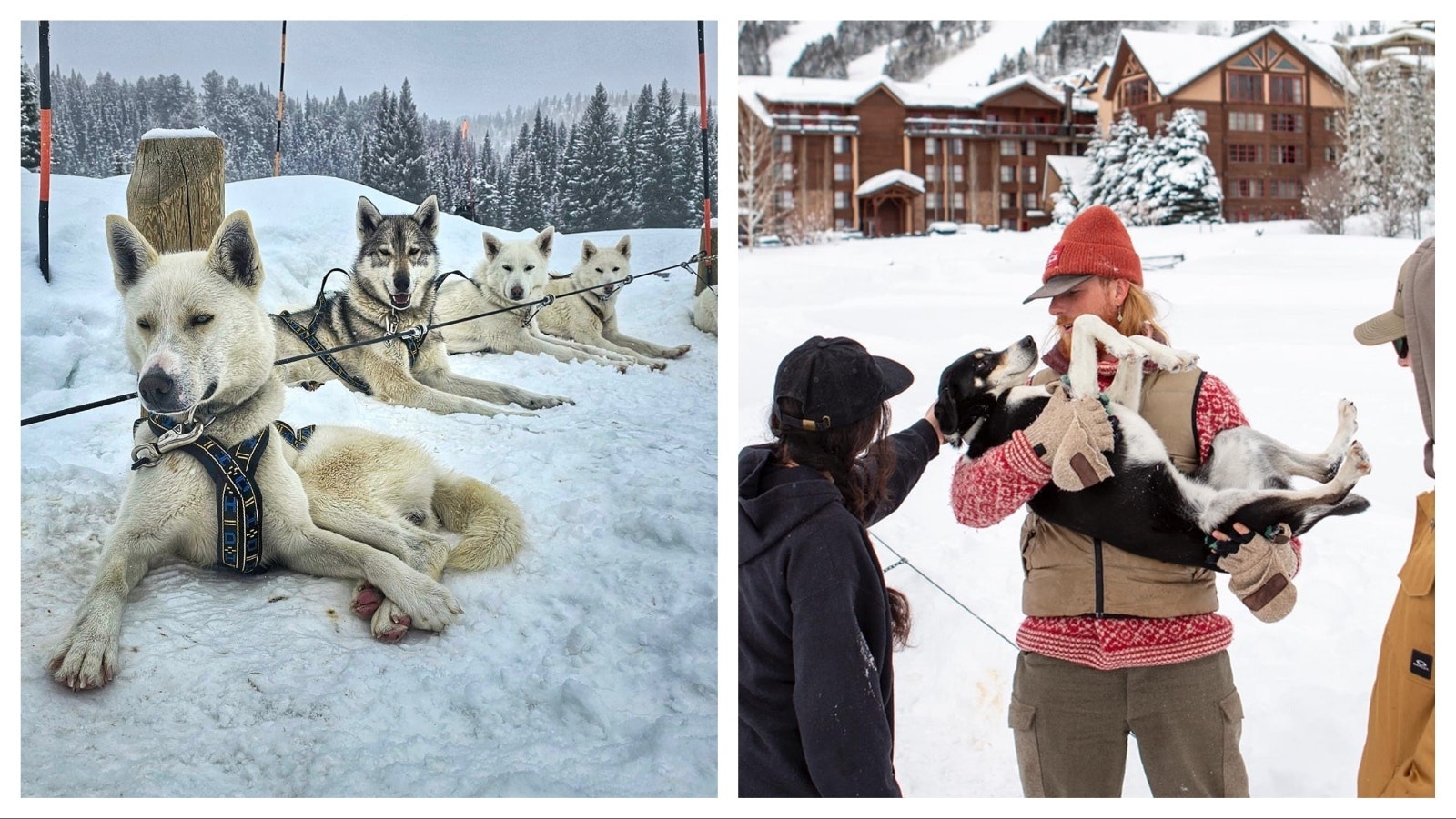 Call of the Wyld has become a popular destination for visitors to Jackson, Wyoming.