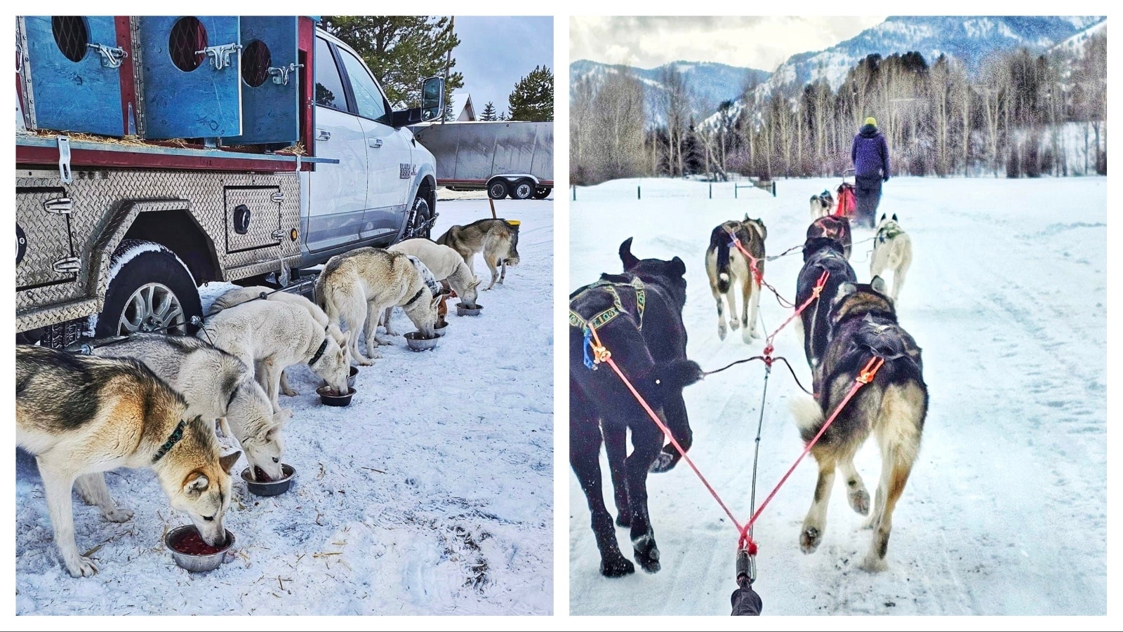 Call of the Wyld has become a popular destination for visitors to Jackson, Wyoming.