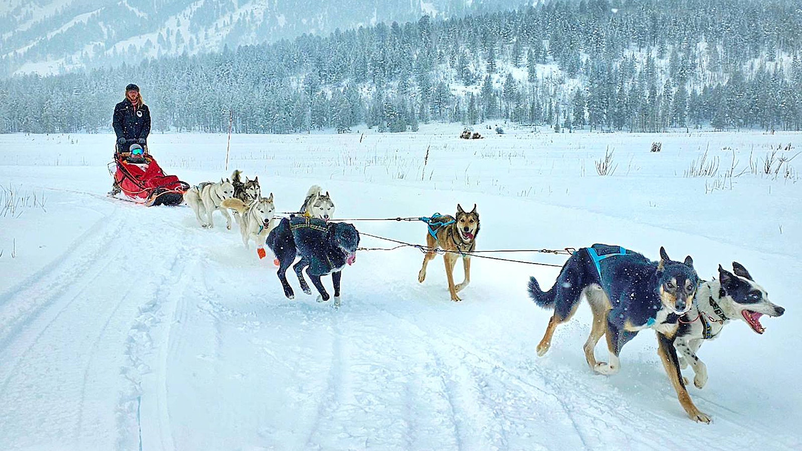 Call of the Wyld has become a popular destination for visitors to Jackson, Wyoming.