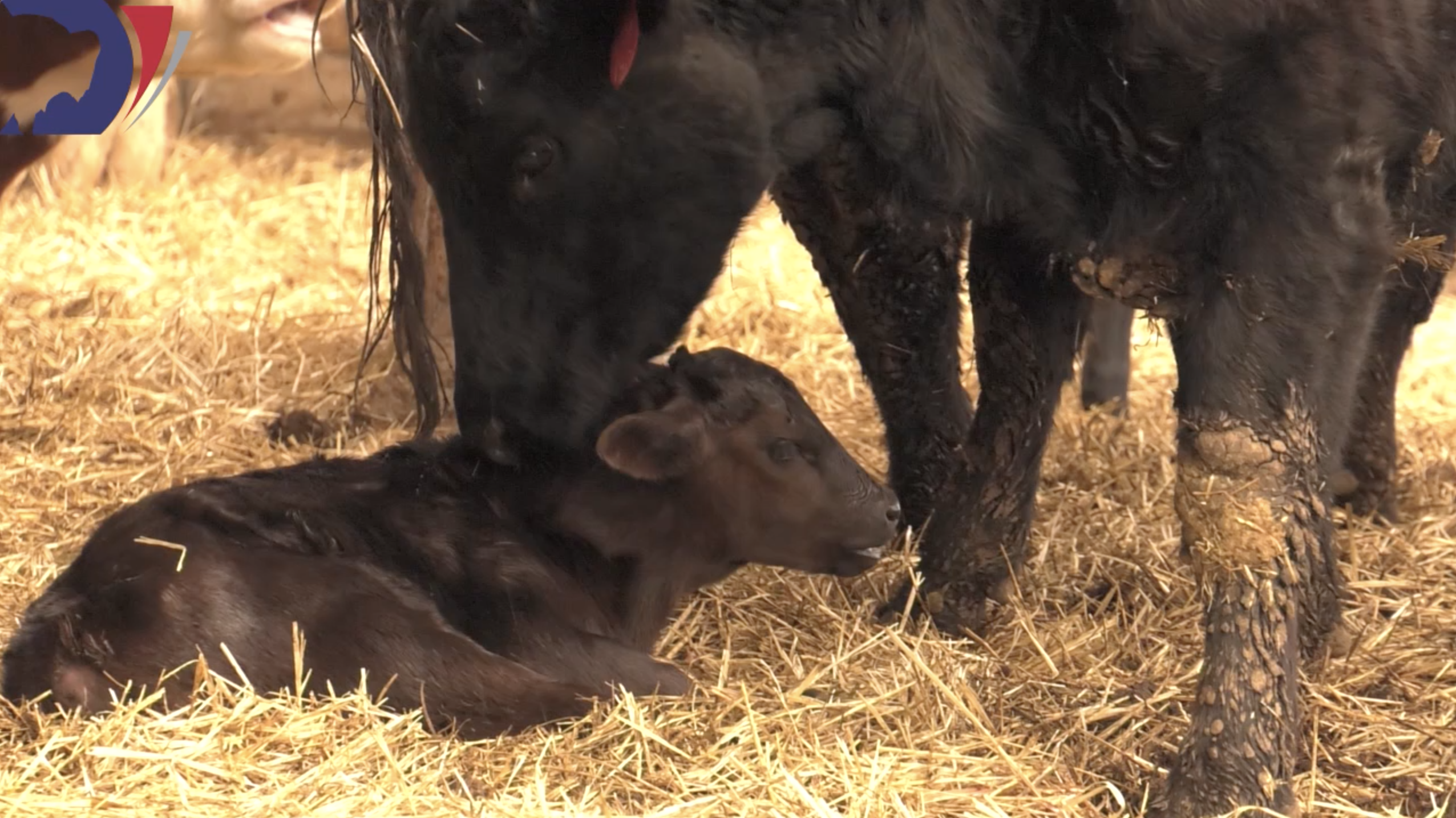 Calving season King Ranch Wyoming
