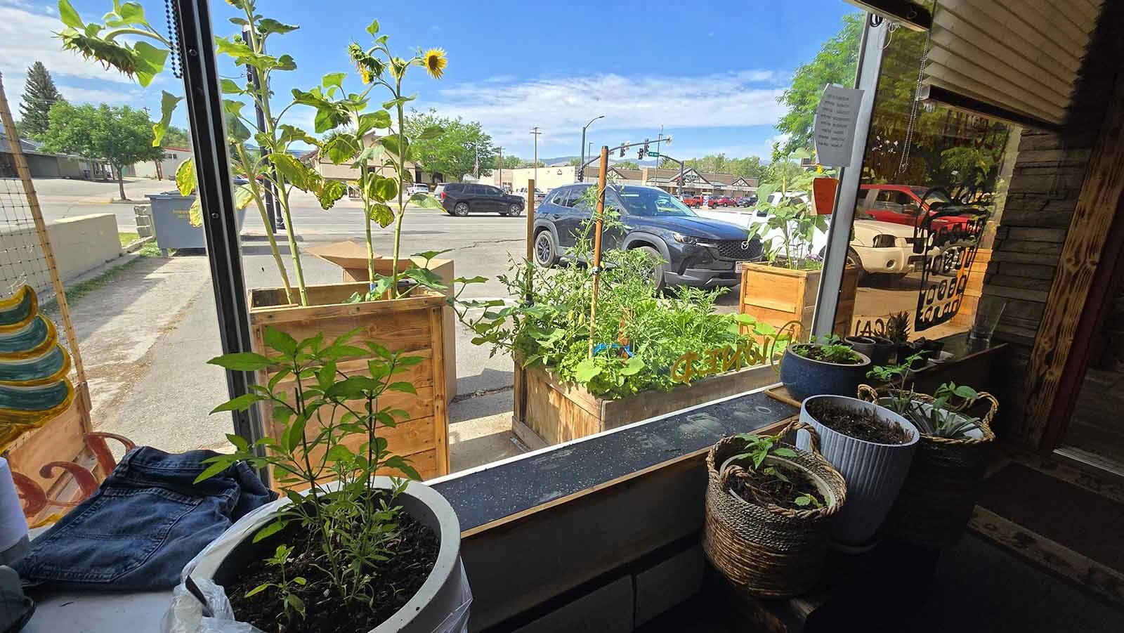 Thai basil, sunflowers, and more grow at Sophal Thompson's On-Site Laundry in Lander.