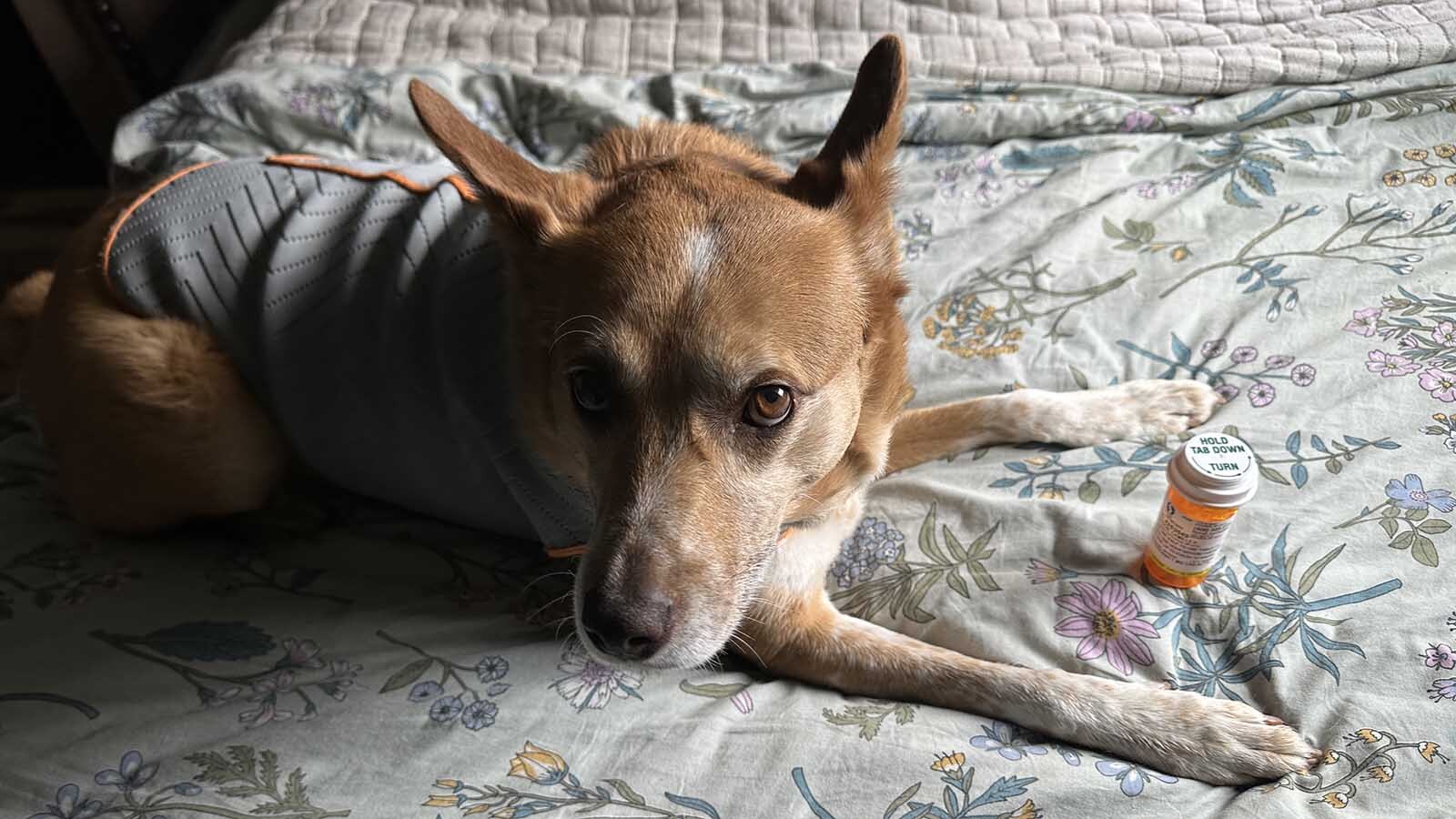 Camille, a mixed breed cattle dog rescued from near Hardin, Montana, turned to Xanax and the power couple of 1970s soft rock in an effort to calm her fireworks-induced anxiety.
