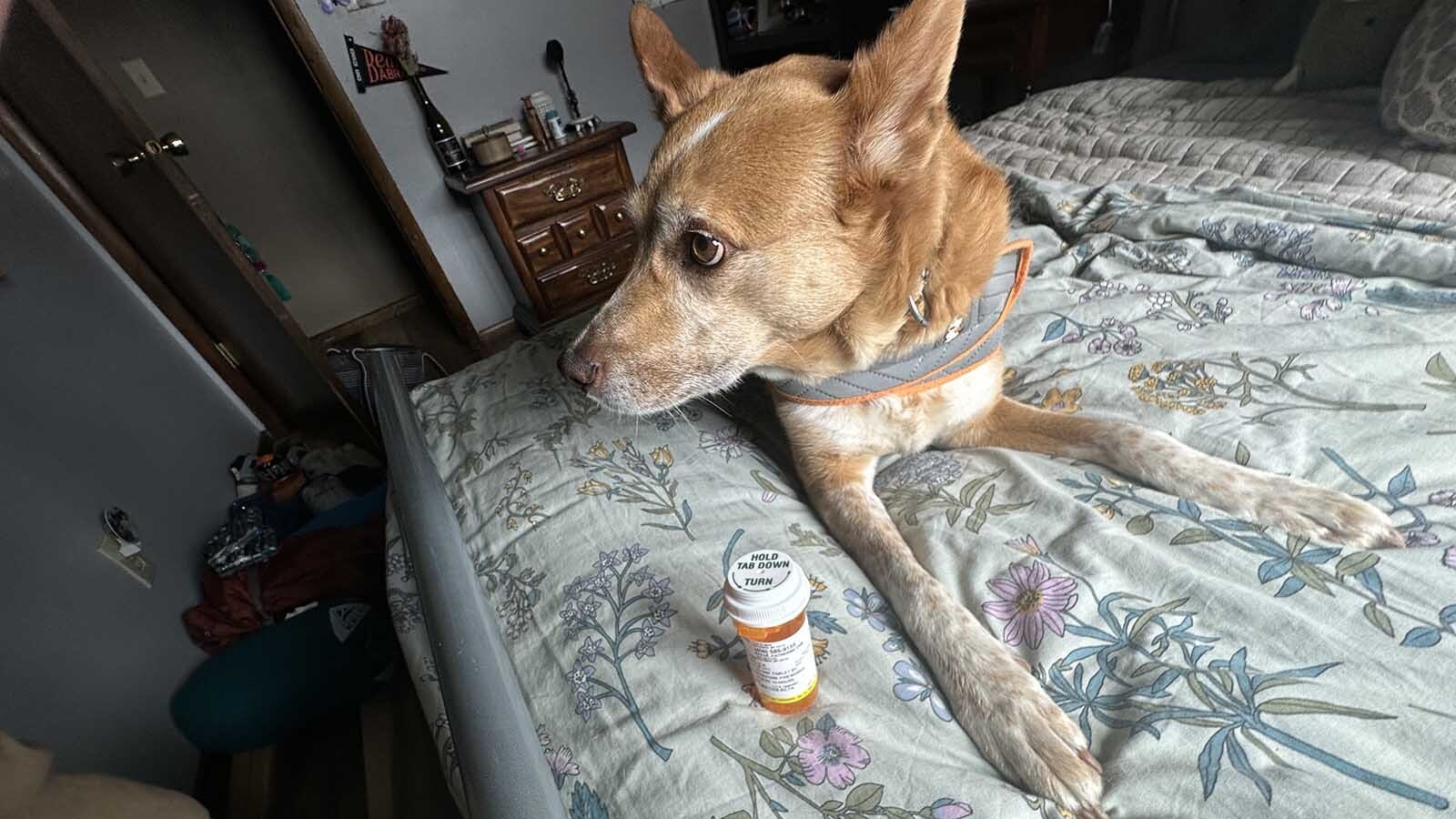 Camille, a mixed breed cattle dog rescued from near Hardin, Montana, turned to Xanax and the power couple of 1970s soft rock in an effort to calm her fireworks-induced anxiety.