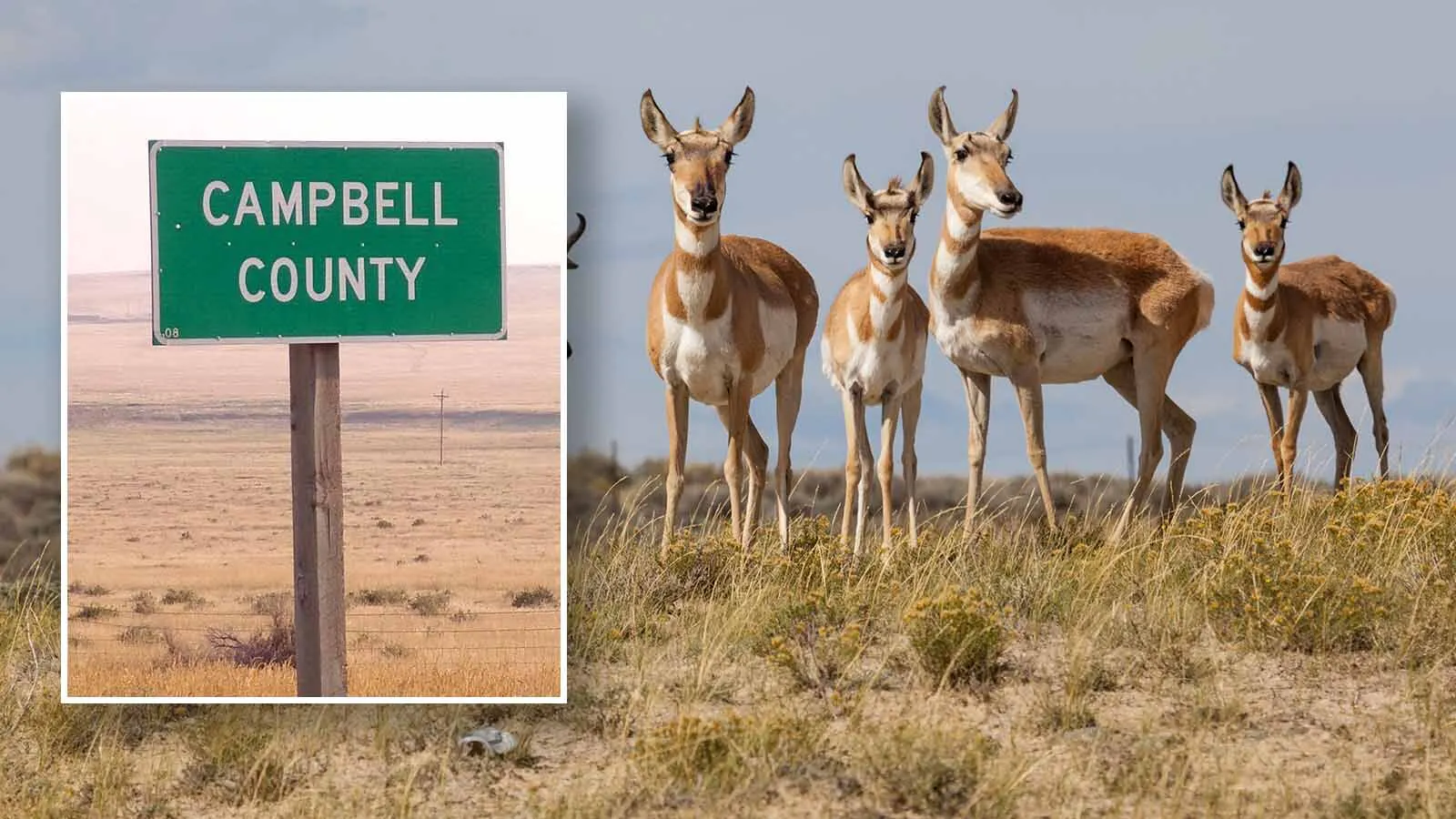 Campell county pronghorn 4 5 26