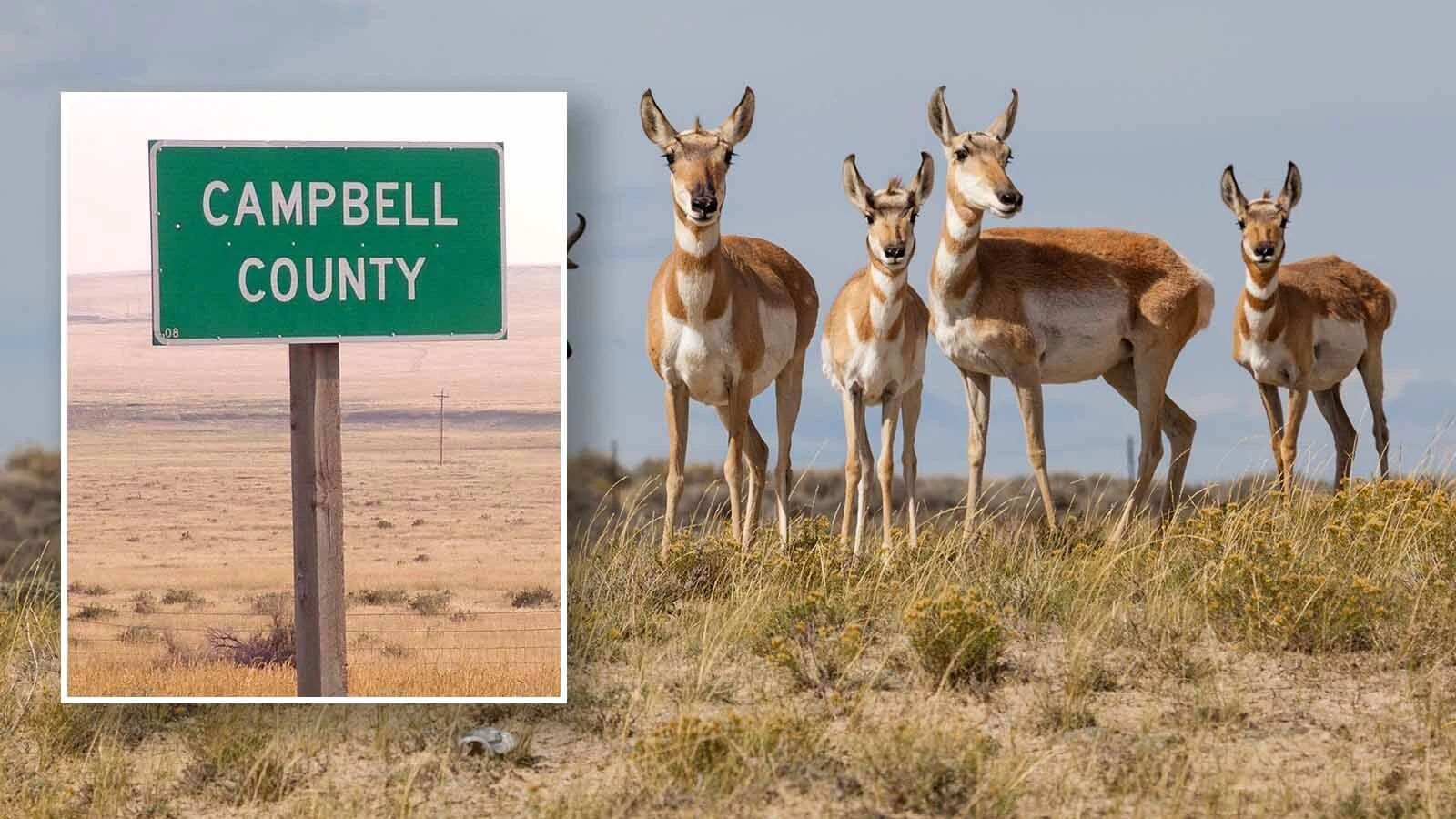 Campell county pronghorn 4 5 26