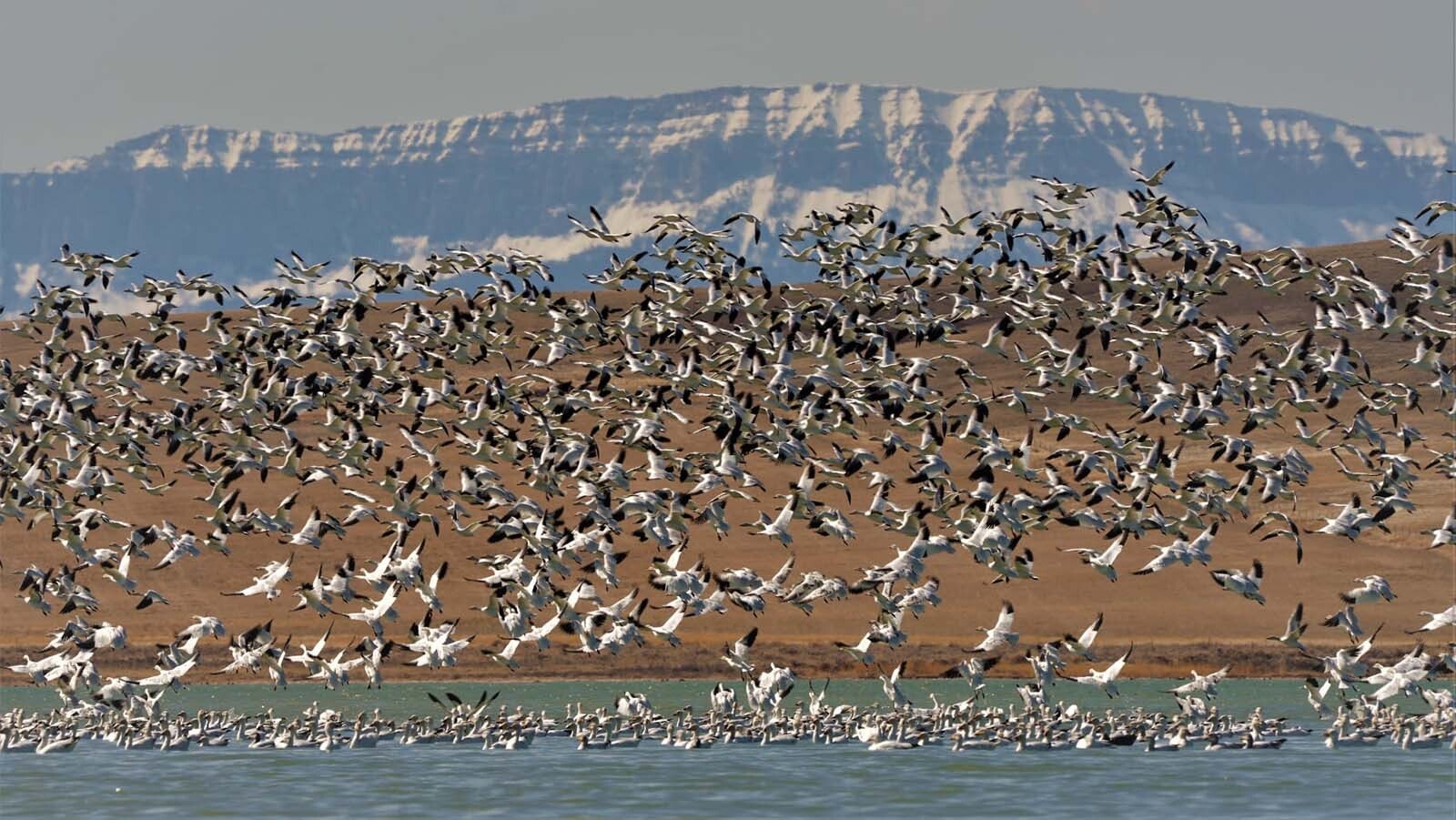 Snow geese gather at Freezout Lake Wildlife Management Area in Montana in this file photo. Temperatures have been unseasonable warm so far this winter, which has kept waterfowl from migrating south and into the sights of Wyoming hunters.