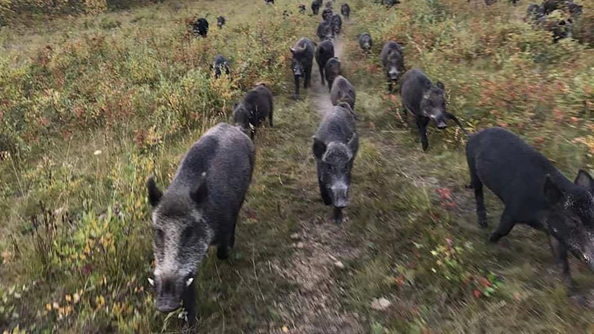 Canadian “Super Pigs” Are a Real Thing; Although They Haven’t Crossed ...