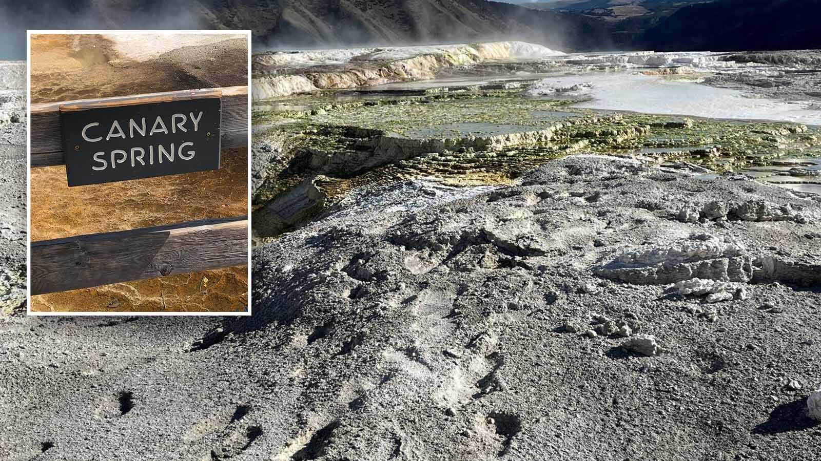 A 50-year-old Texas man who did “significant” damage when he walked on several Yellowstone National Park thermal features was sentenced to jail time, the U.S. Attorney for the District of Wyoming announced Thursday. The extensive trail of footprints he left behind could be there for decades. Above, the footprints left at Canary Spring.
