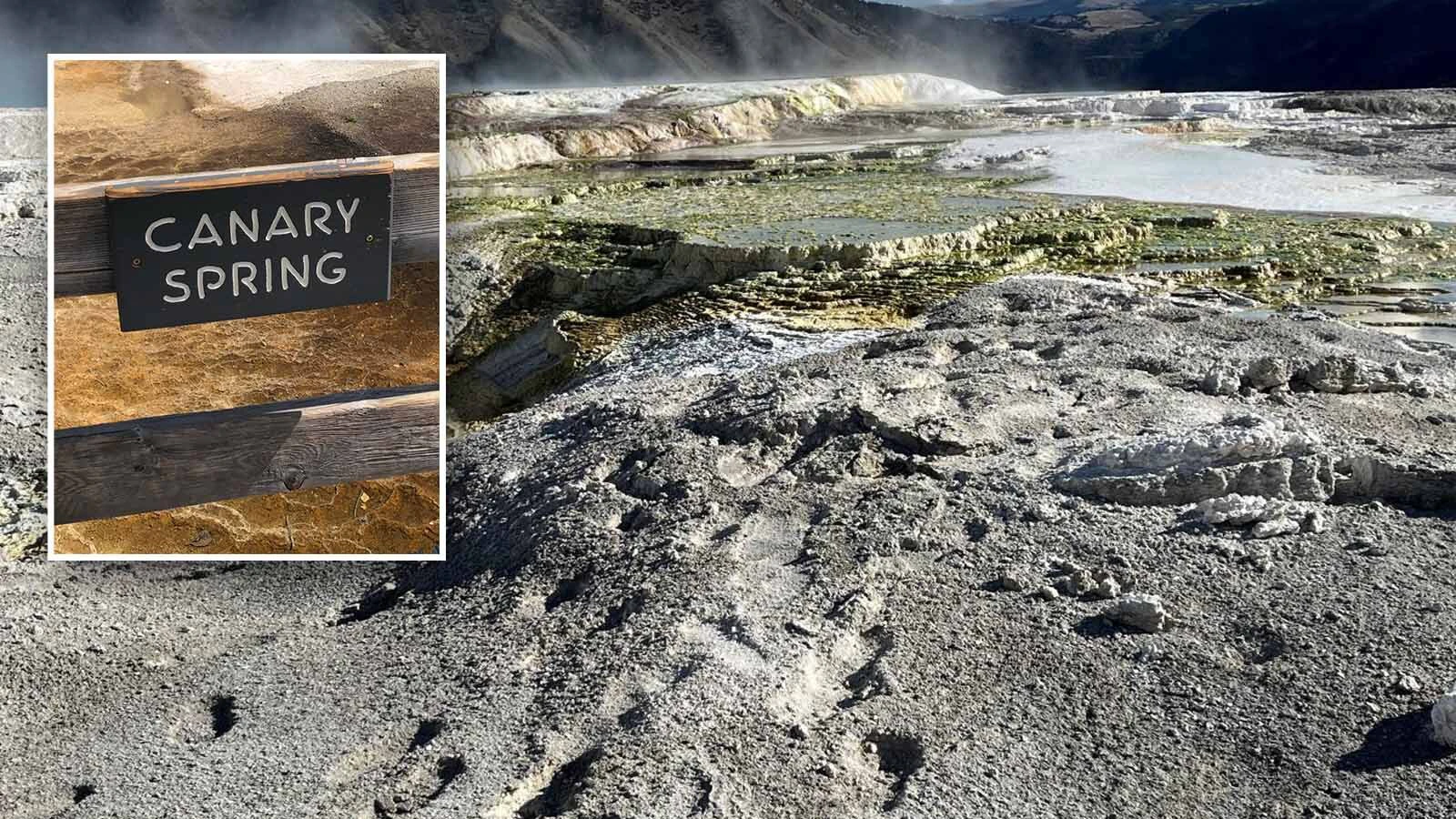 A 50-year-old Texas man who did “significant” damage when he walked on several Yellowstone National Park thermal features was sentenced to jail time, the U.S. Attorney for the District of Wyoming announced Thursday. The extensive trail of footprints he left behind could be there for decades. Above, the footprints left at Canary Spring.