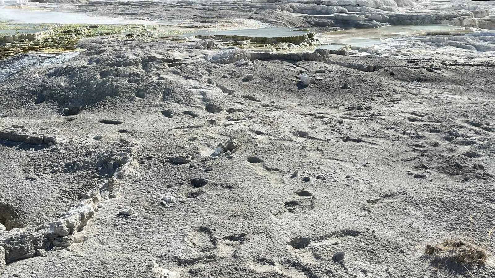 A 50-year-old Texas man who did “significant” damage when he walked on several Yellowstone National Park thermal features was sentenced to jail time, the U.S. Attorney for the District of Wyoming announced Thursday. The extensive trail of footprints he left behind could be there for decades. Above, the footprints left at Canary Spring.