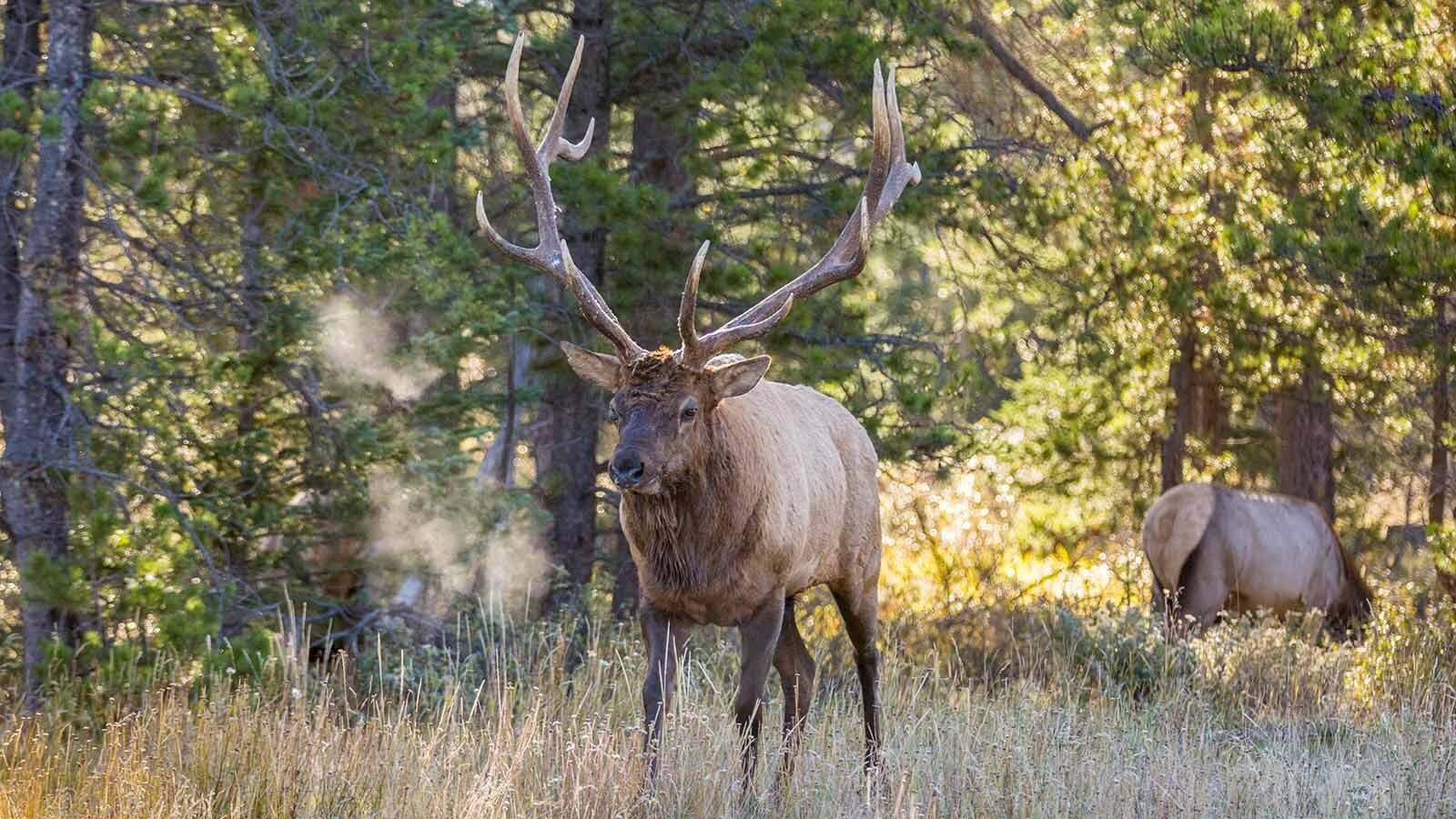 This rutting bull elk was photographed from a safe distance through a telephoto lens at Jasper National Park in Alberta, Canada, where elk account for most of the "aggressive encounters" with tourists.