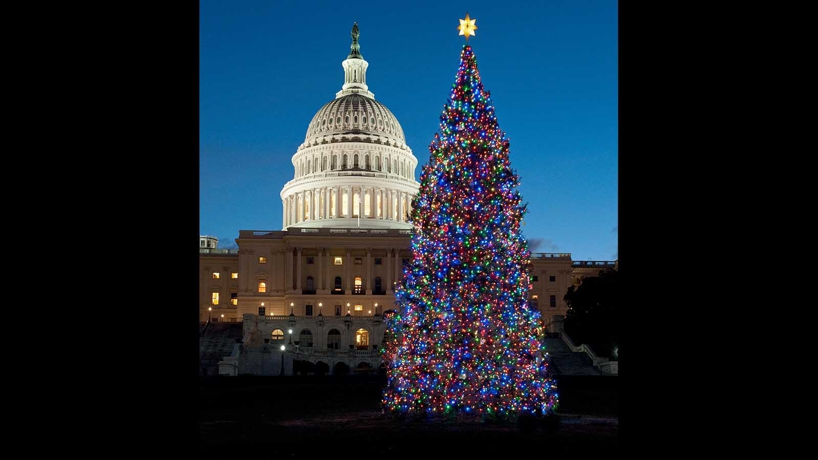The nation's Christmas tree that lights up the U.S. Capitol ever year has come from Wyoming once. A 67-foot Engelmann spruce became the "People's Tree" in 2010, featuring thousands of LED lights and more than 5,000 ornaments from Wyomingites.