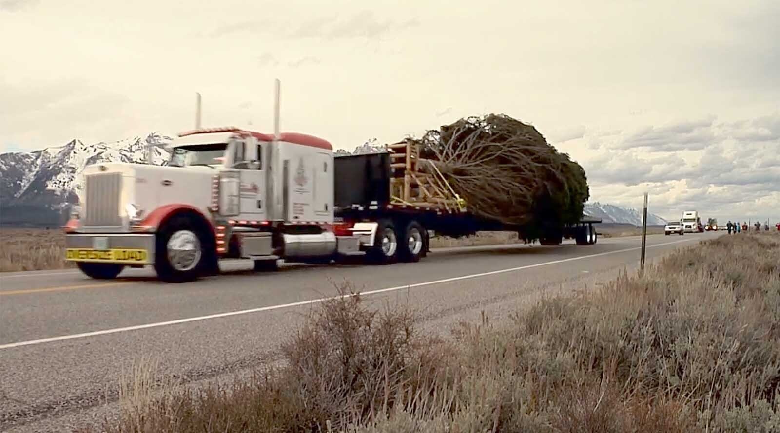 The 67-foot Englemann spruce cut from the Bridger-Teton National Forest in 2010 to become the U.S. Capitol Christmas tree first toured all 23 Wyoming counties before it was trucked back East.